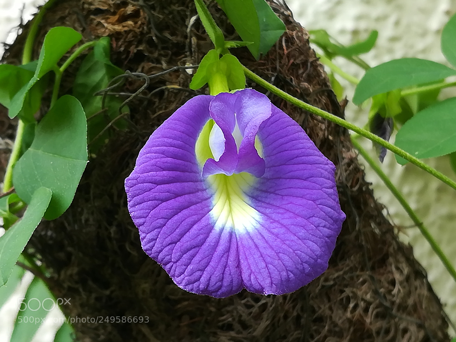 HUAWEI honor 6x sample photo. Blue flower photography