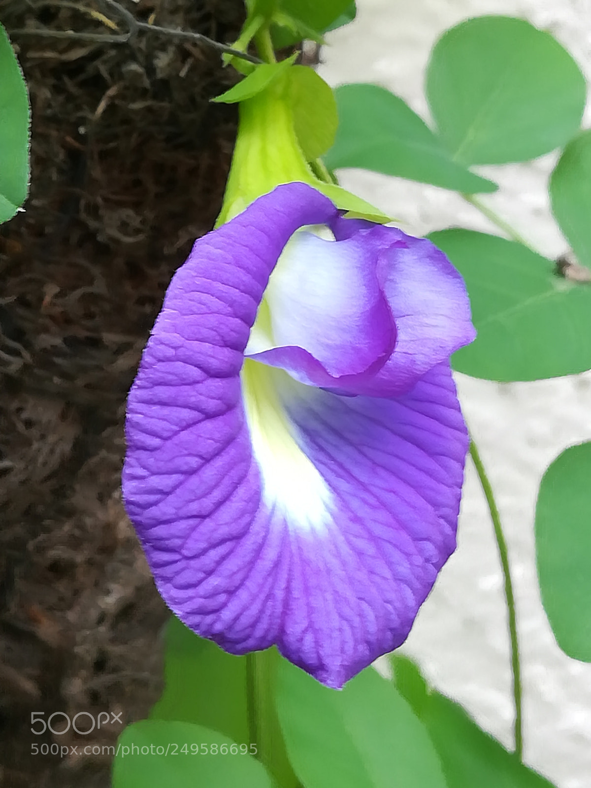 HUAWEI honor 6x sample photo. Blue flower photography