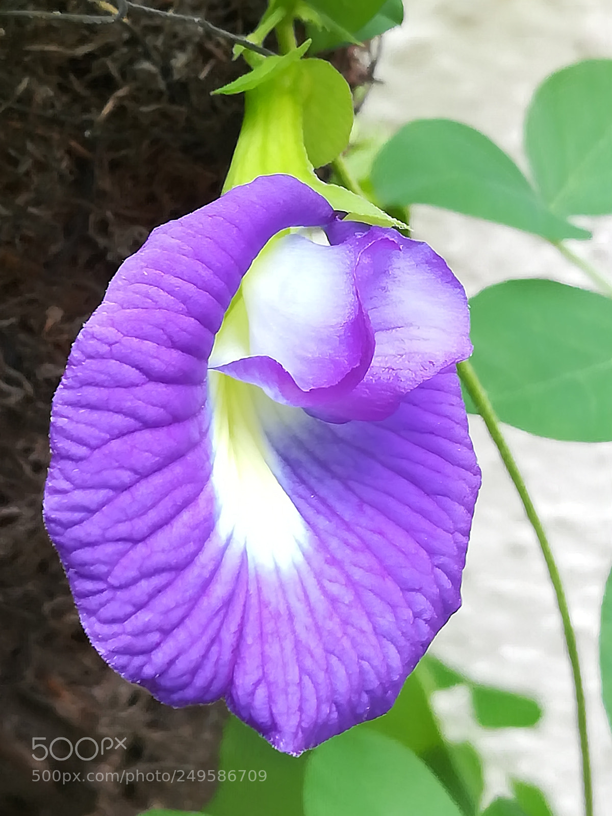 HUAWEI honor 6x sample photo. Blue flower photography