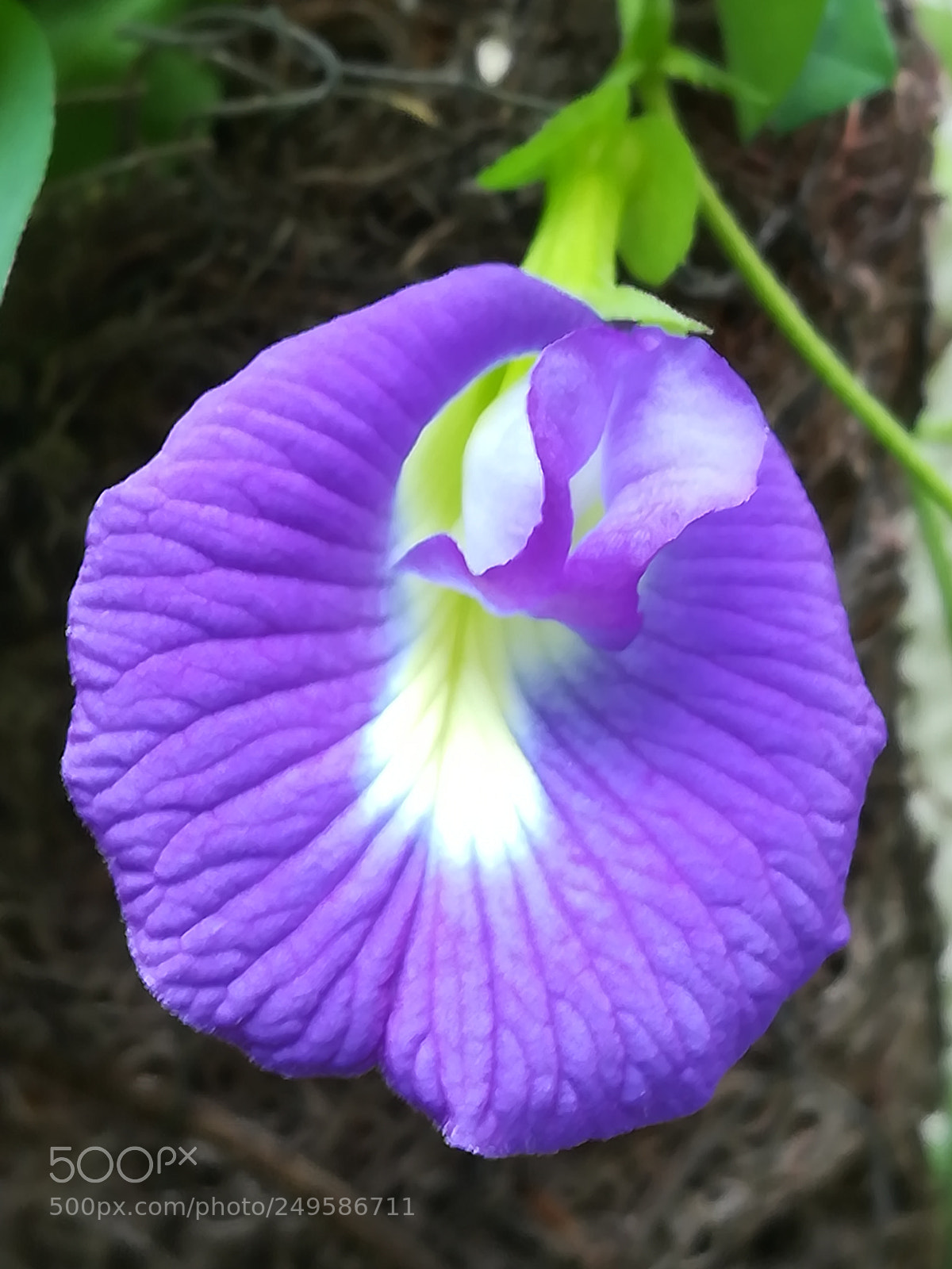 HUAWEI honor 6x sample photo. Blue flower photography