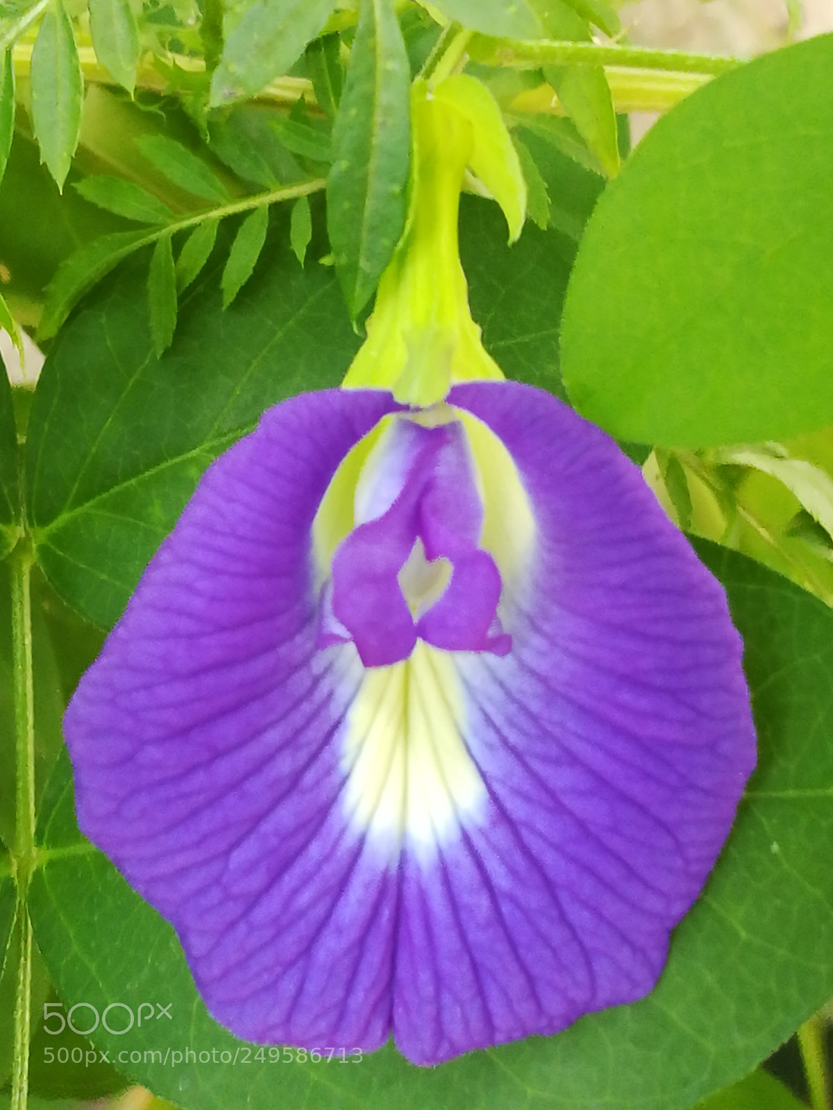 HUAWEI honor 6x sample photo. Blue flower photography