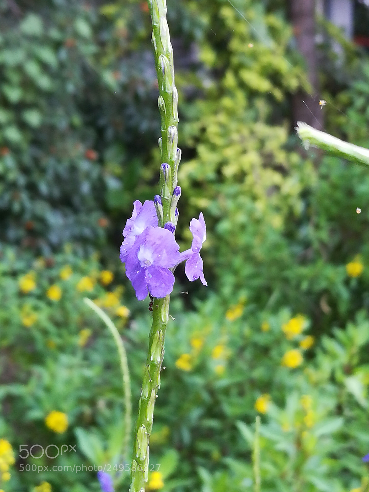 HUAWEI honor 6x sample photo. Flower photography