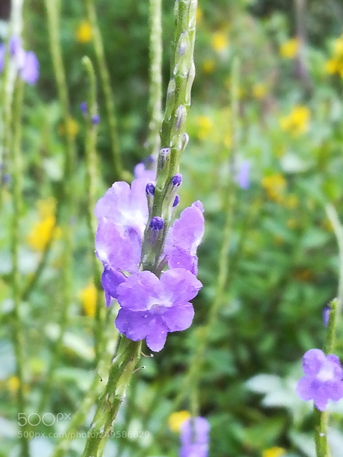 HUAWEI honor 6x sample photo. Flower photography