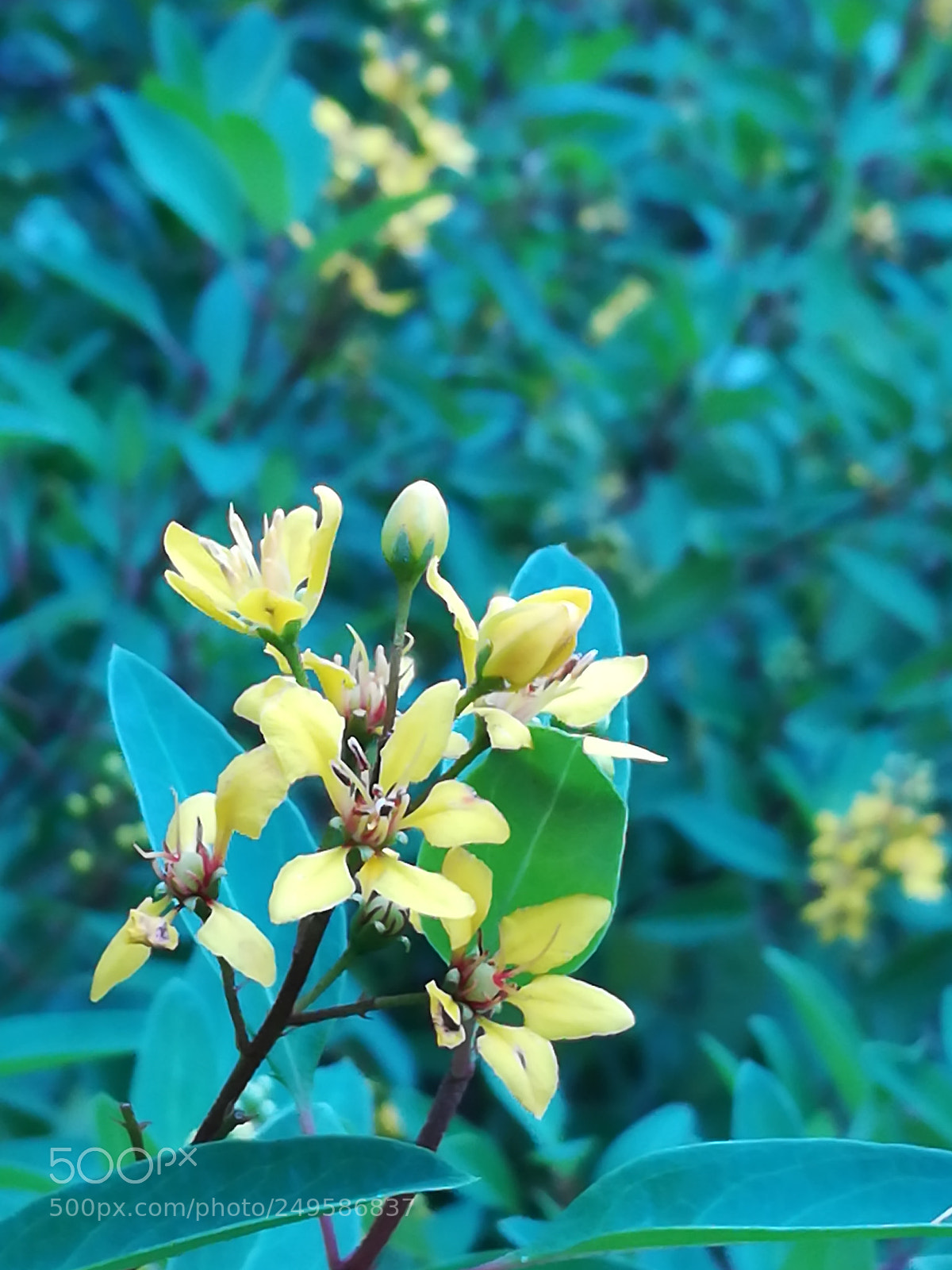 HUAWEI honor 6x sample photo. Flower photography