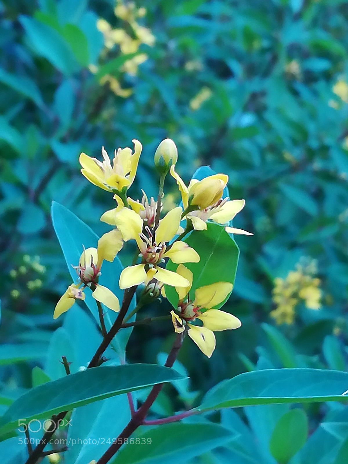 HUAWEI honor 6x sample photo. Flower photography