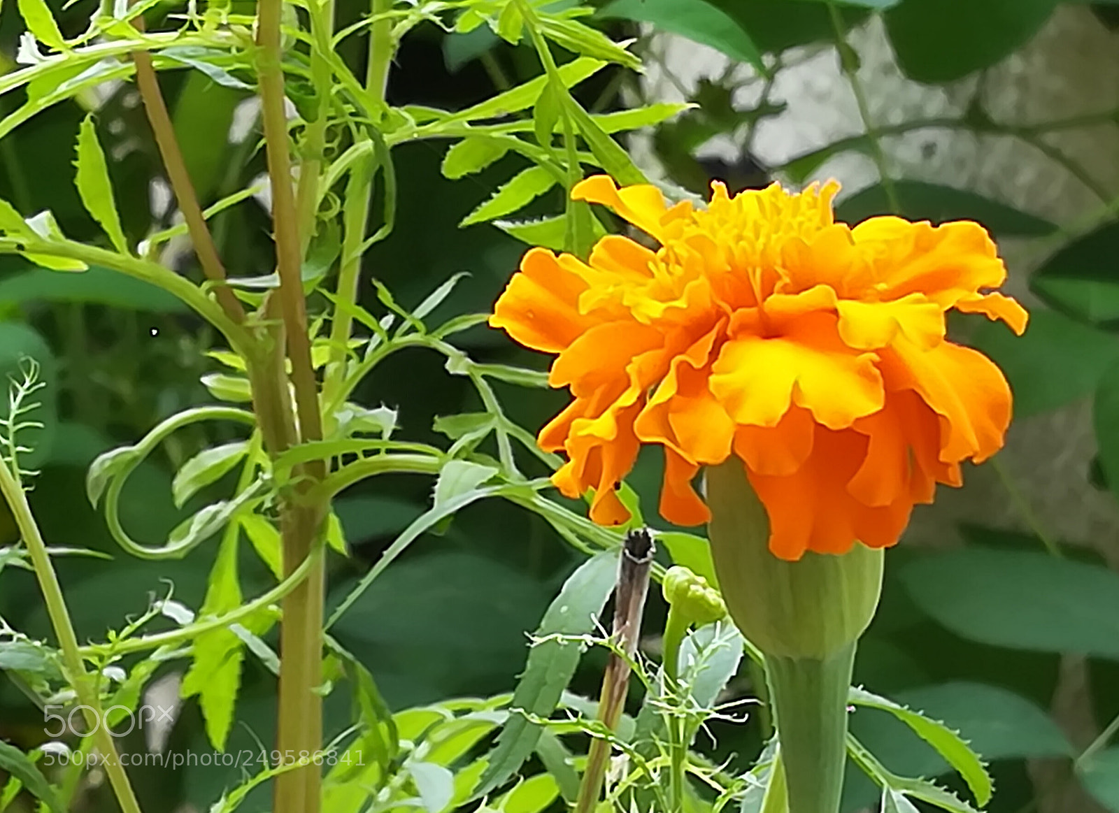 HUAWEI honor 6x sample photo. Flower photography