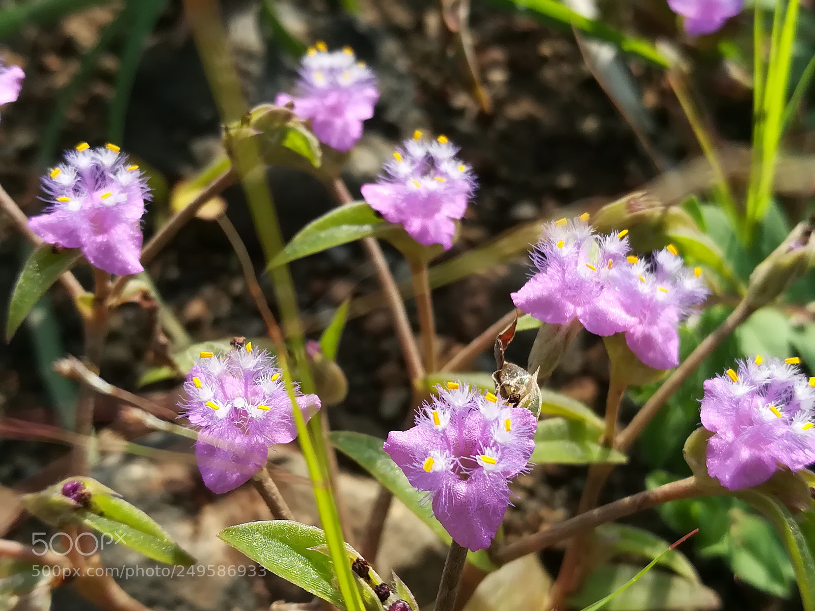 HUAWEI honor 6x sample photo. Wild flower photography