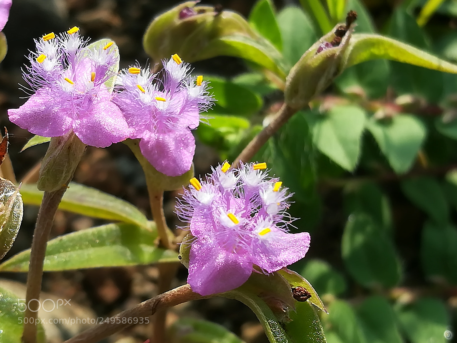 HUAWEI honor 6x sample photo. Wild flower photography