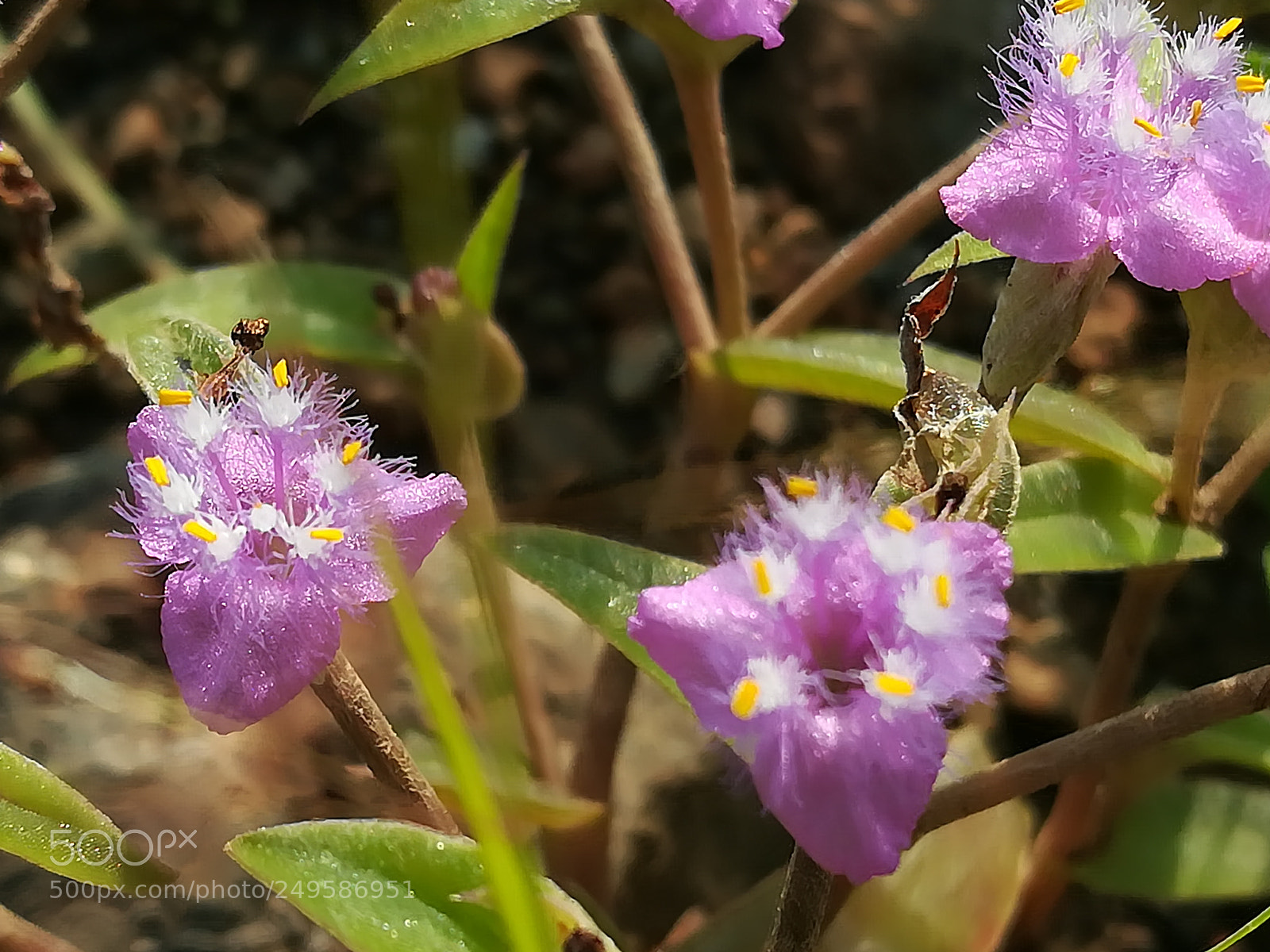 HUAWEI honor 6x sample photo. Wild flower photography