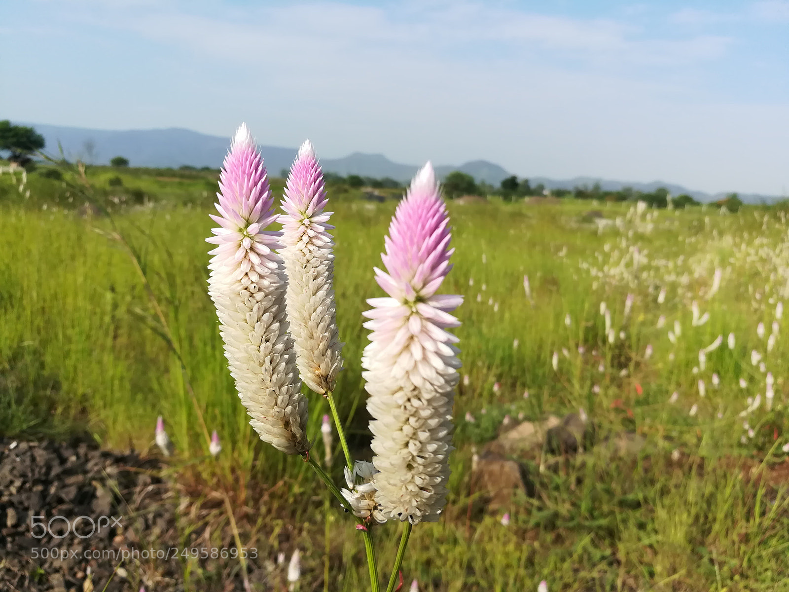 HUAWEI honor 6x sample photo. Wild flower photography