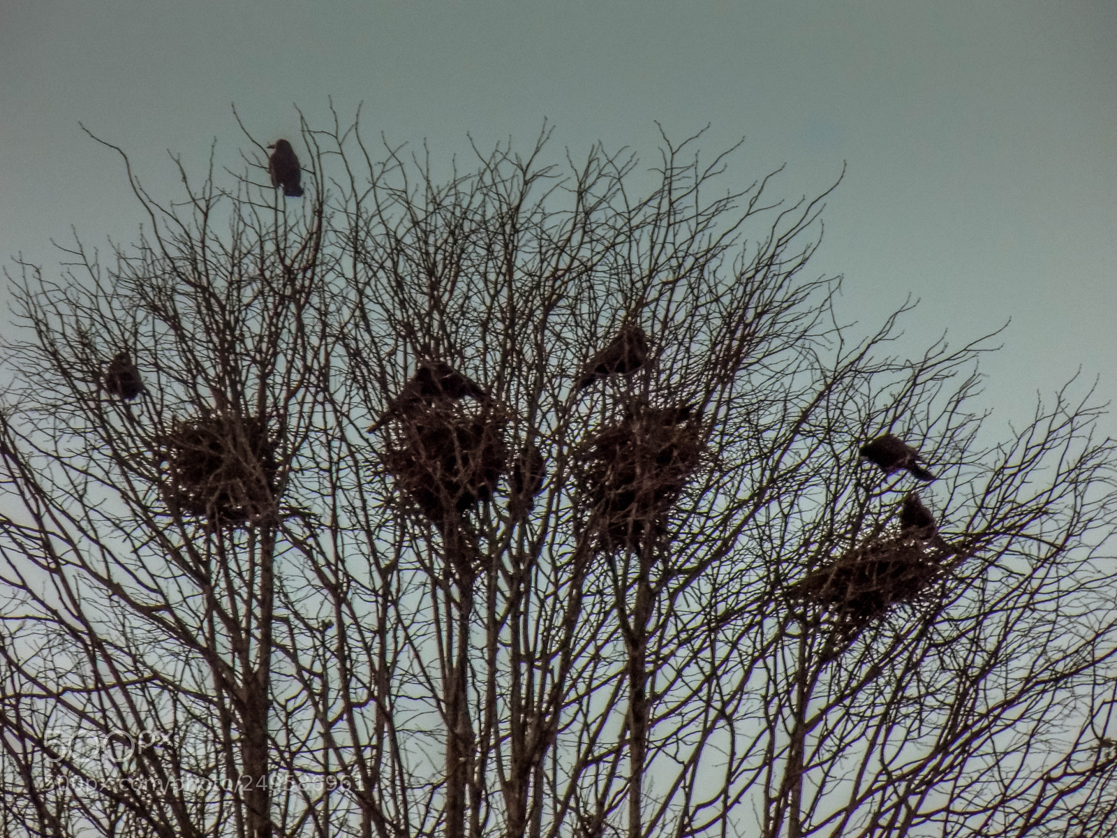 Nikon COOLPIX L340 sample photo. Nests photography