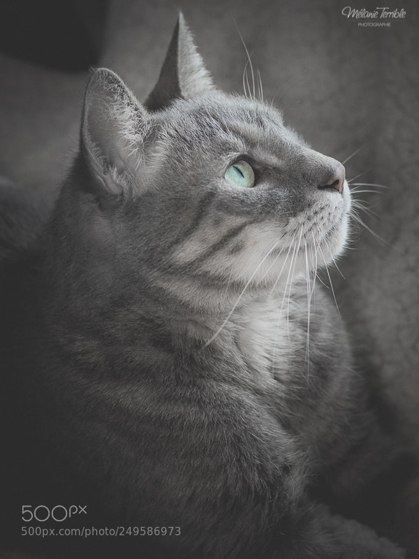 Canon EOS 600D (Rebel EOS T3i / EOS Kiss X5) sample photo. Chester profil photography