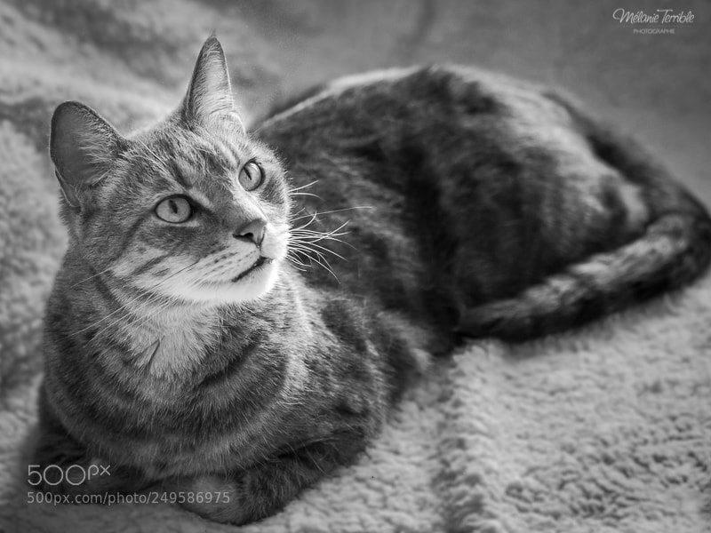 Canon EOS 600D (Rebel EOS T3i / EOS Kiss X5) sample photo. Chester b&w photography