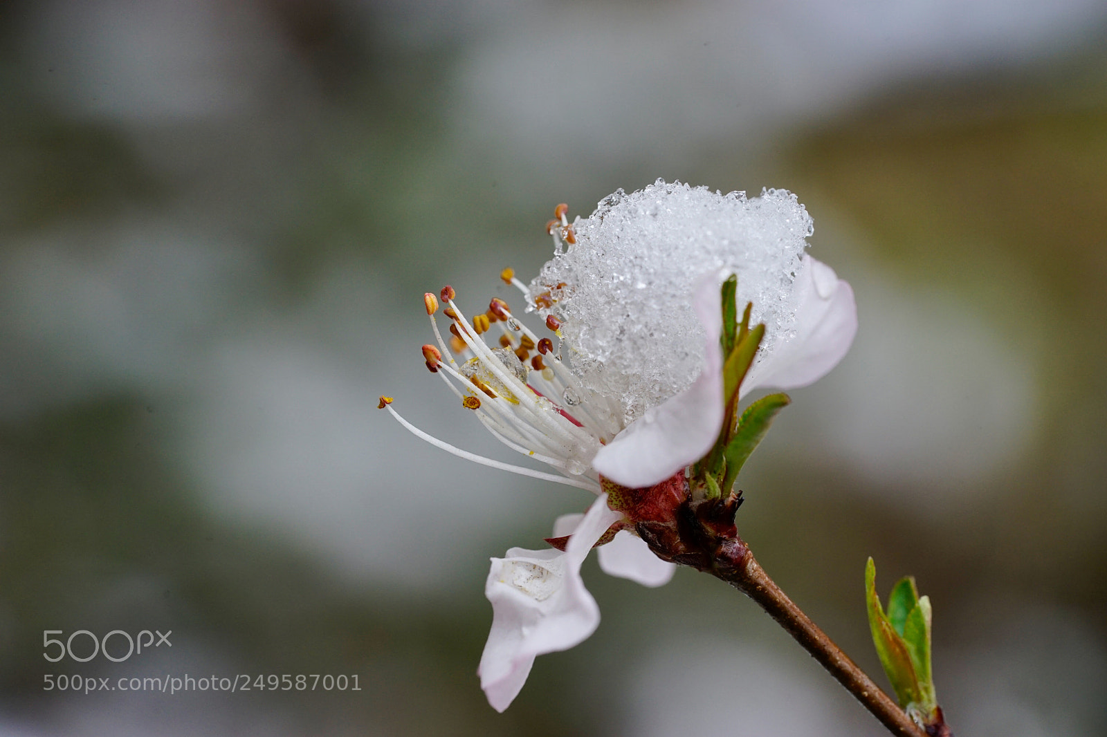 Sony a7 II sample photo. 梨花？ photography