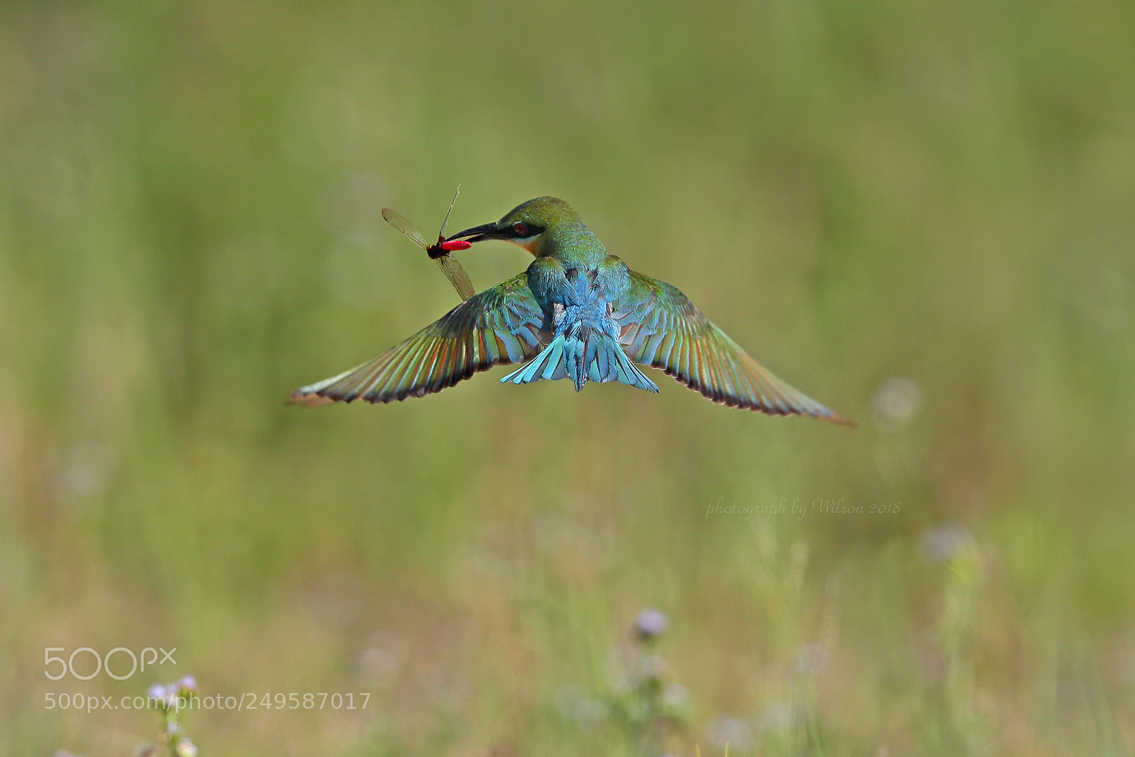 Canon EOS-1D X sample photo. Merops philippinus photography