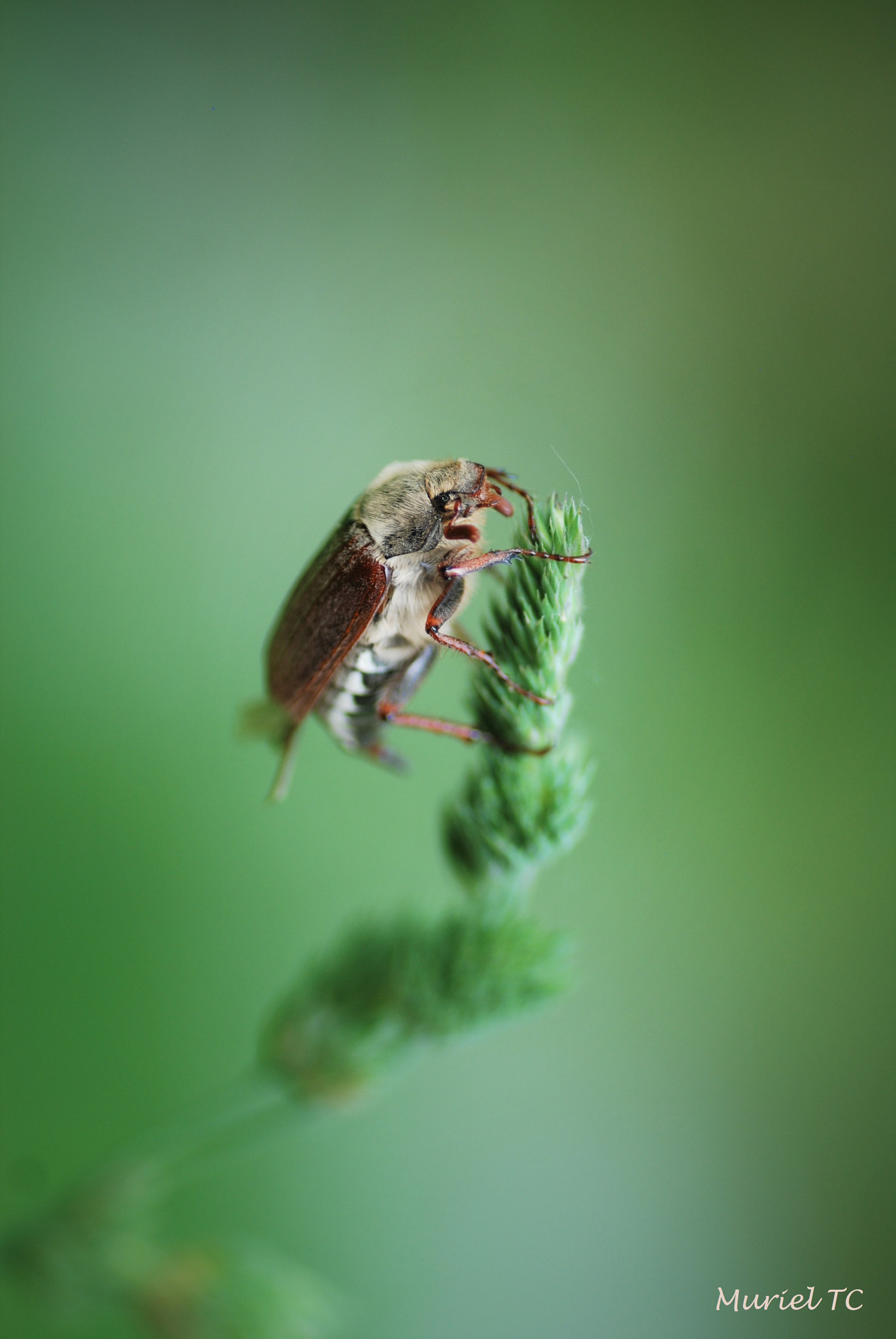 Nikon D40X sample photo. Maybug up photography