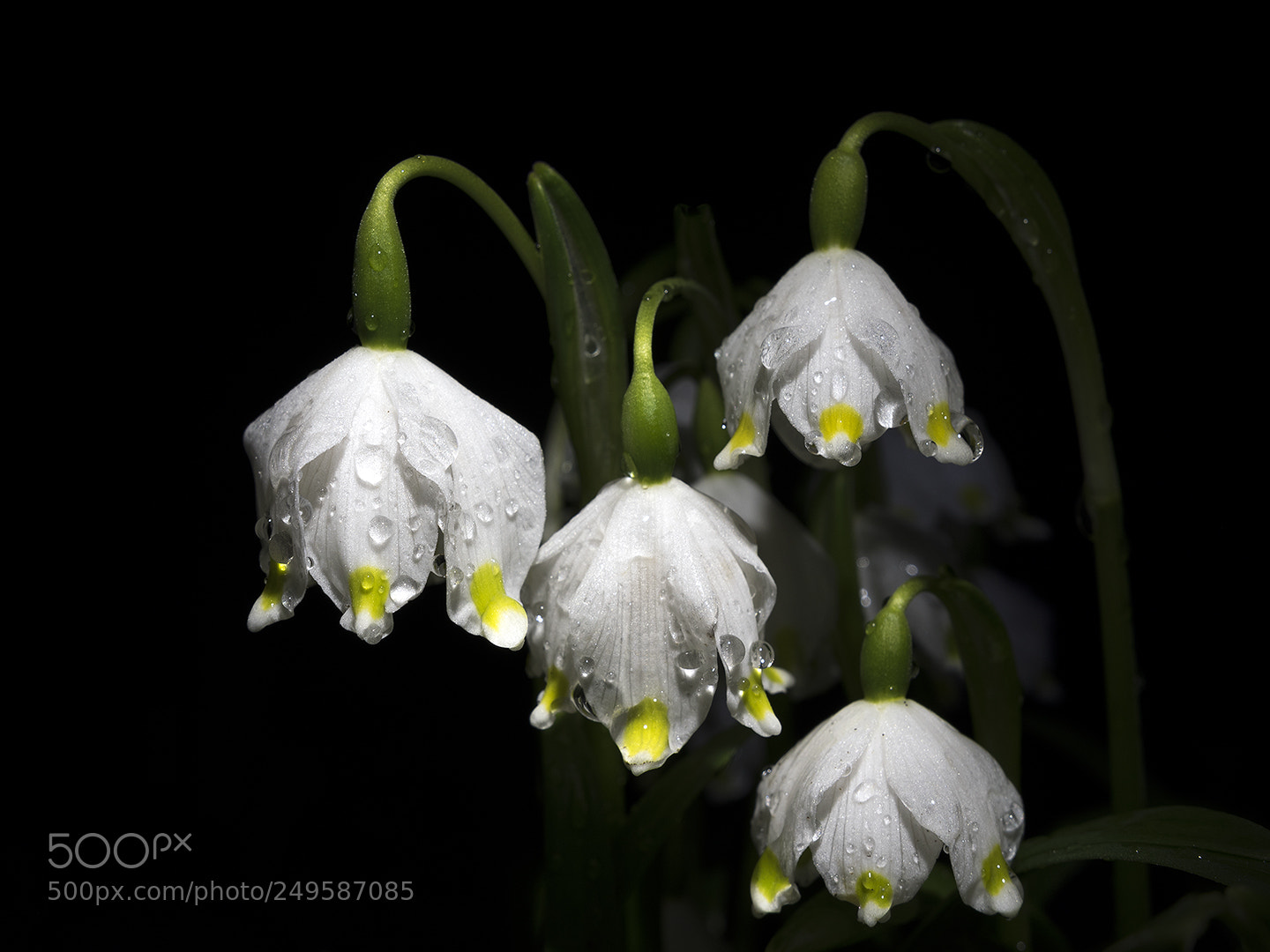 Nikon D5500 sample photo. After rain photography