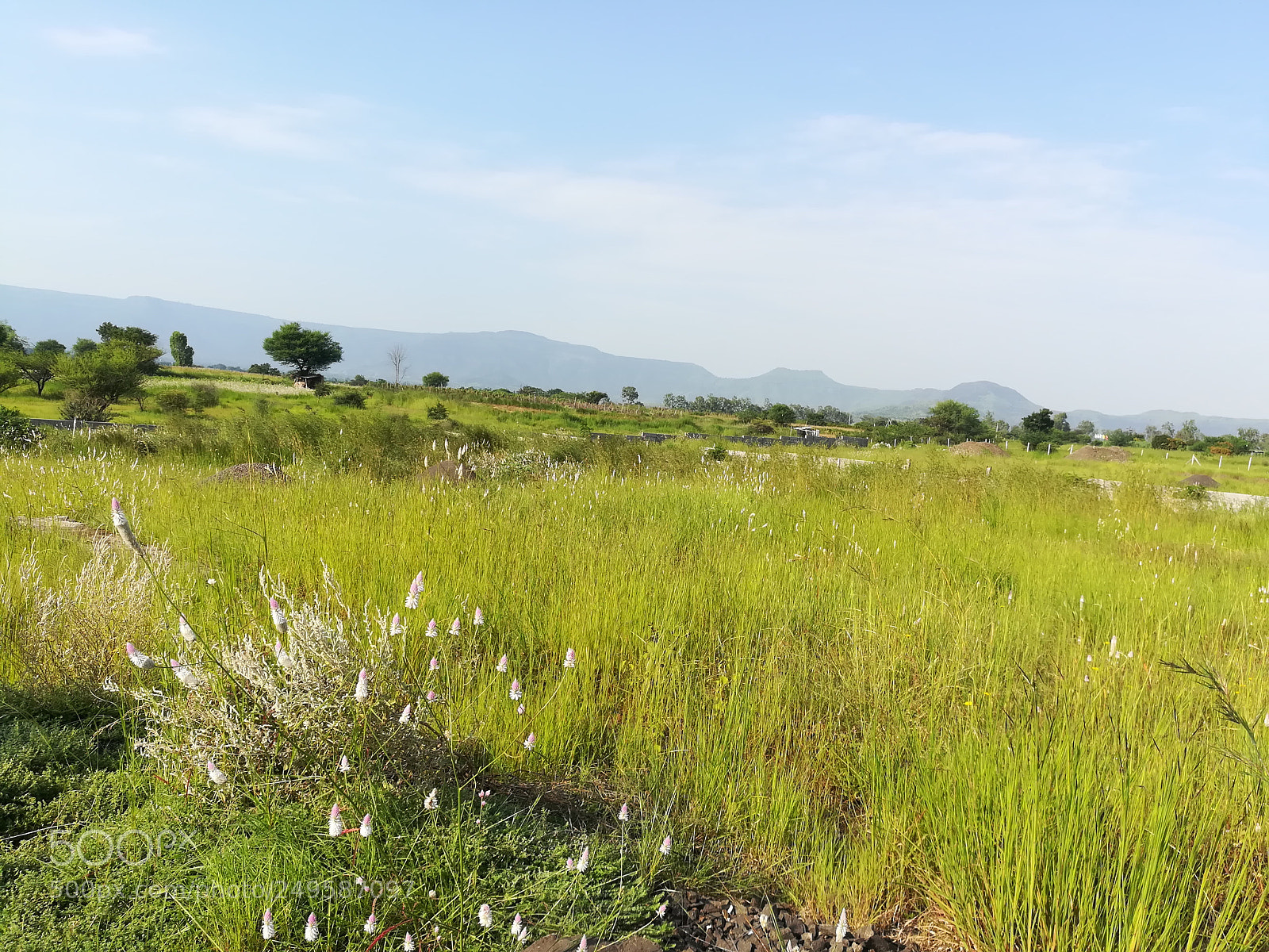 HUAWEI honor 6x sample photo. Grassland photography