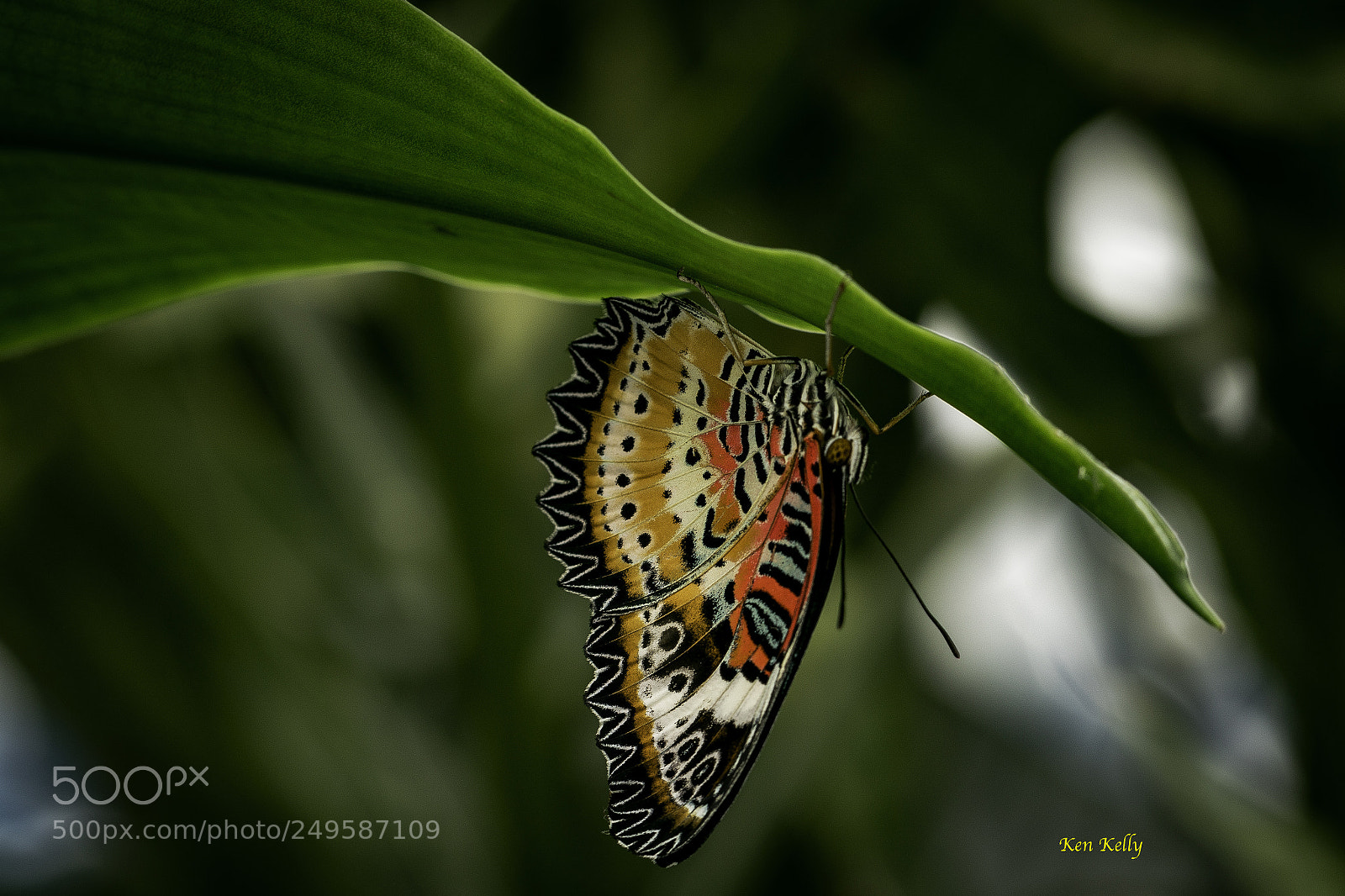 Canon EOS 7D Mark II sample photo. Leopard lacewing photography