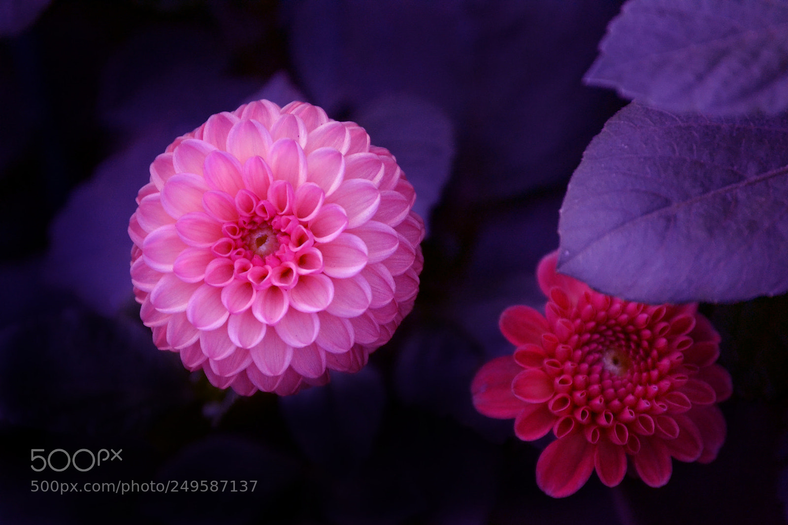 Nikon D3100 sample photo. Magic of symmetry photography