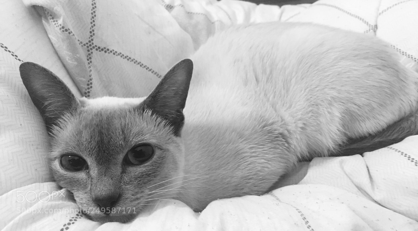Apple iPhone 6s sample photo. 凤梨～ photography