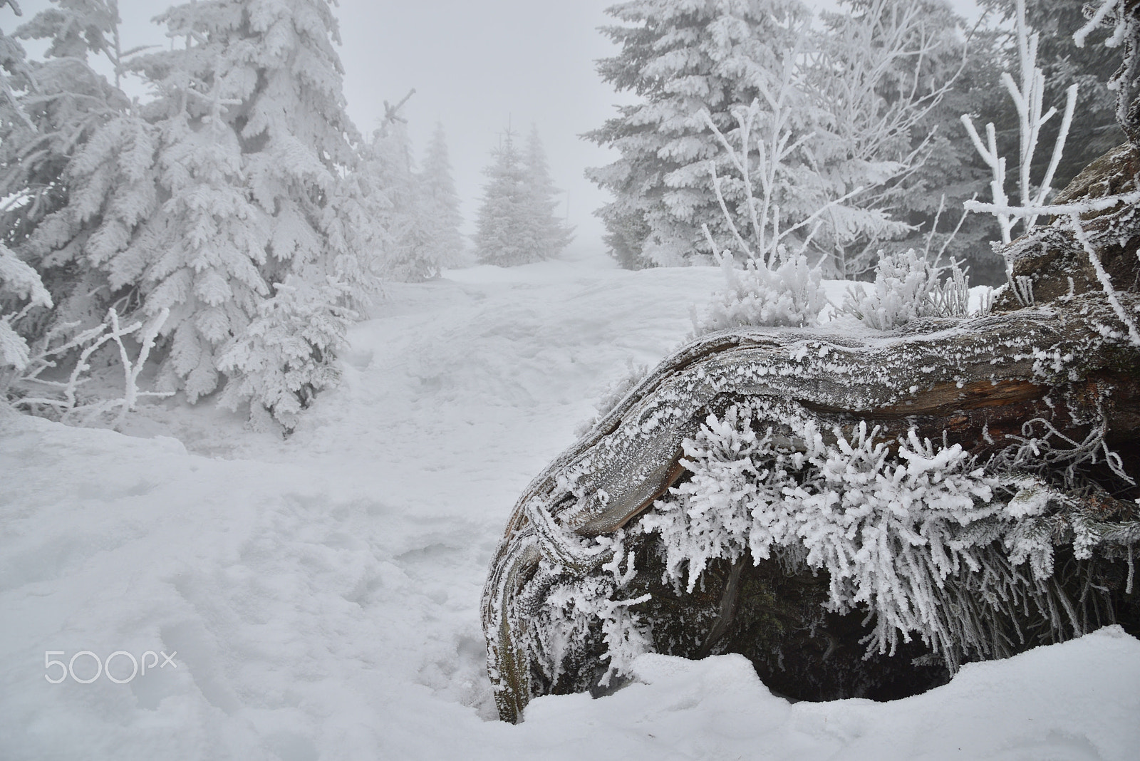 Nikon D610 sample photo. Frozen way photography