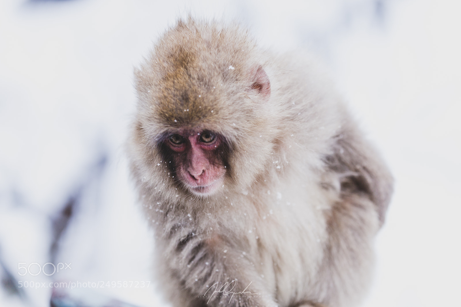 Canon EOS 6D sample photo. Snow monkey photography