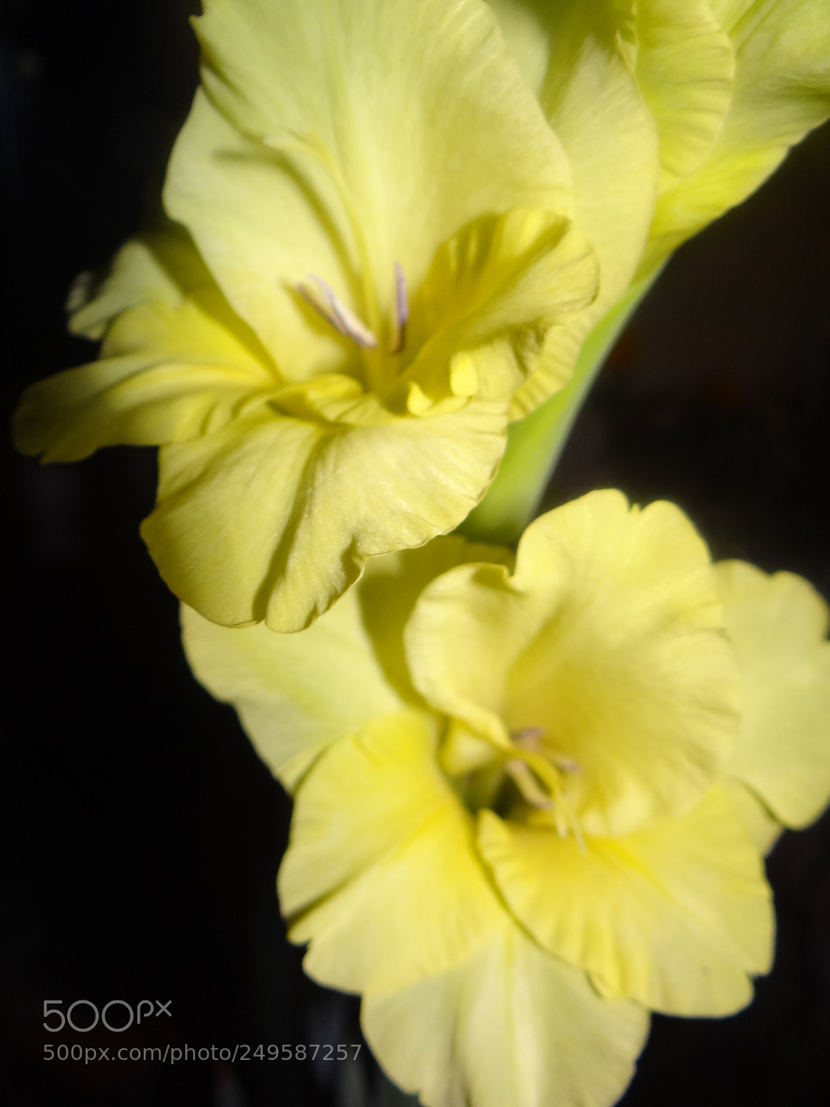Sony DSC-HX200V sample photo. Untitled photography