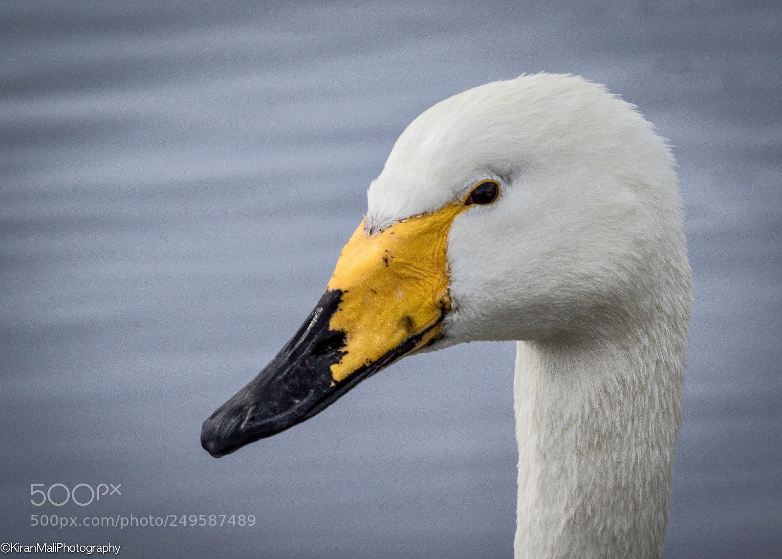 Canon EOS 7D Mark II sample photo. Whooper swan photography