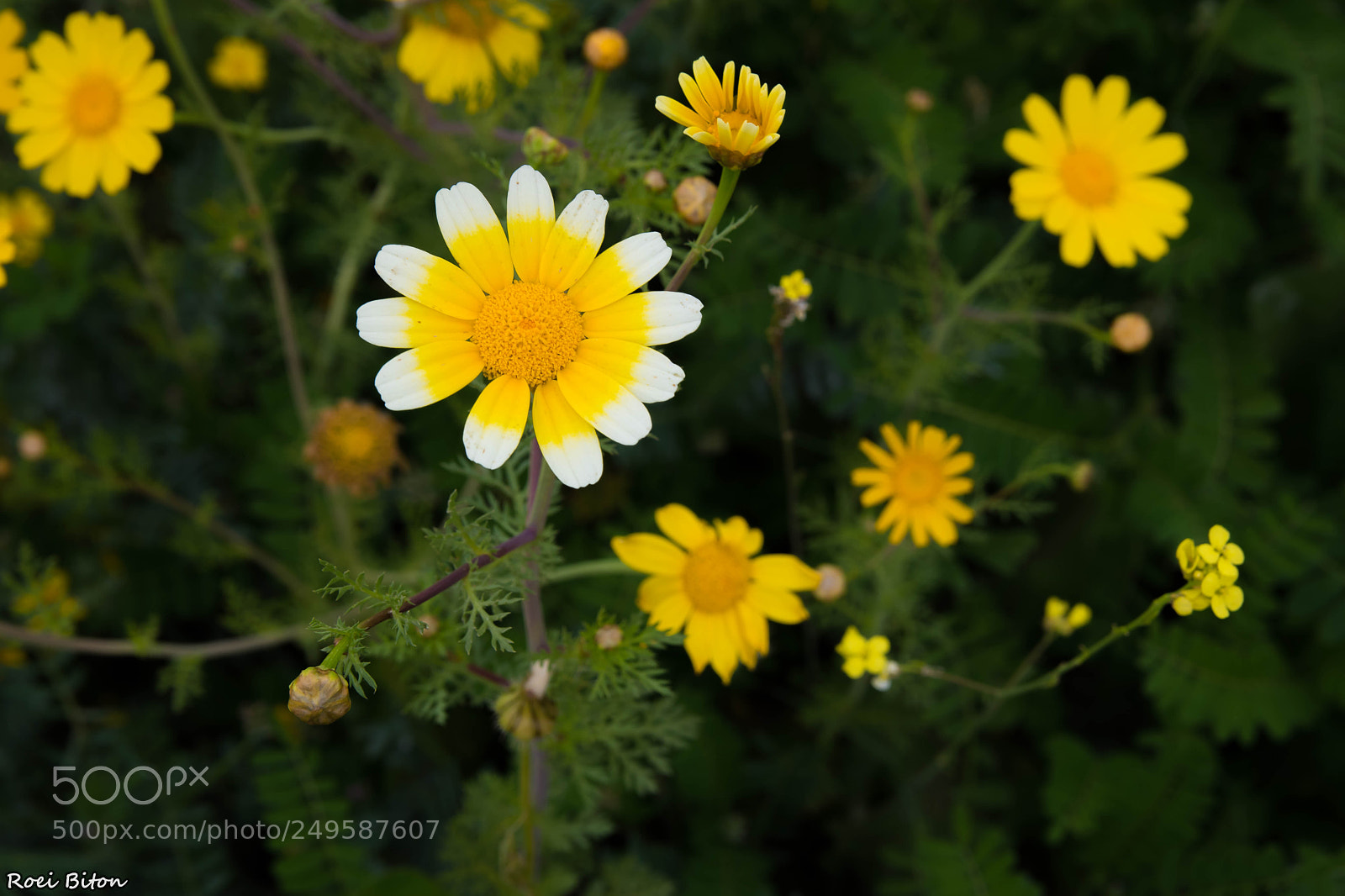 Nikon D5500 sample photo. Nature natural painting photography