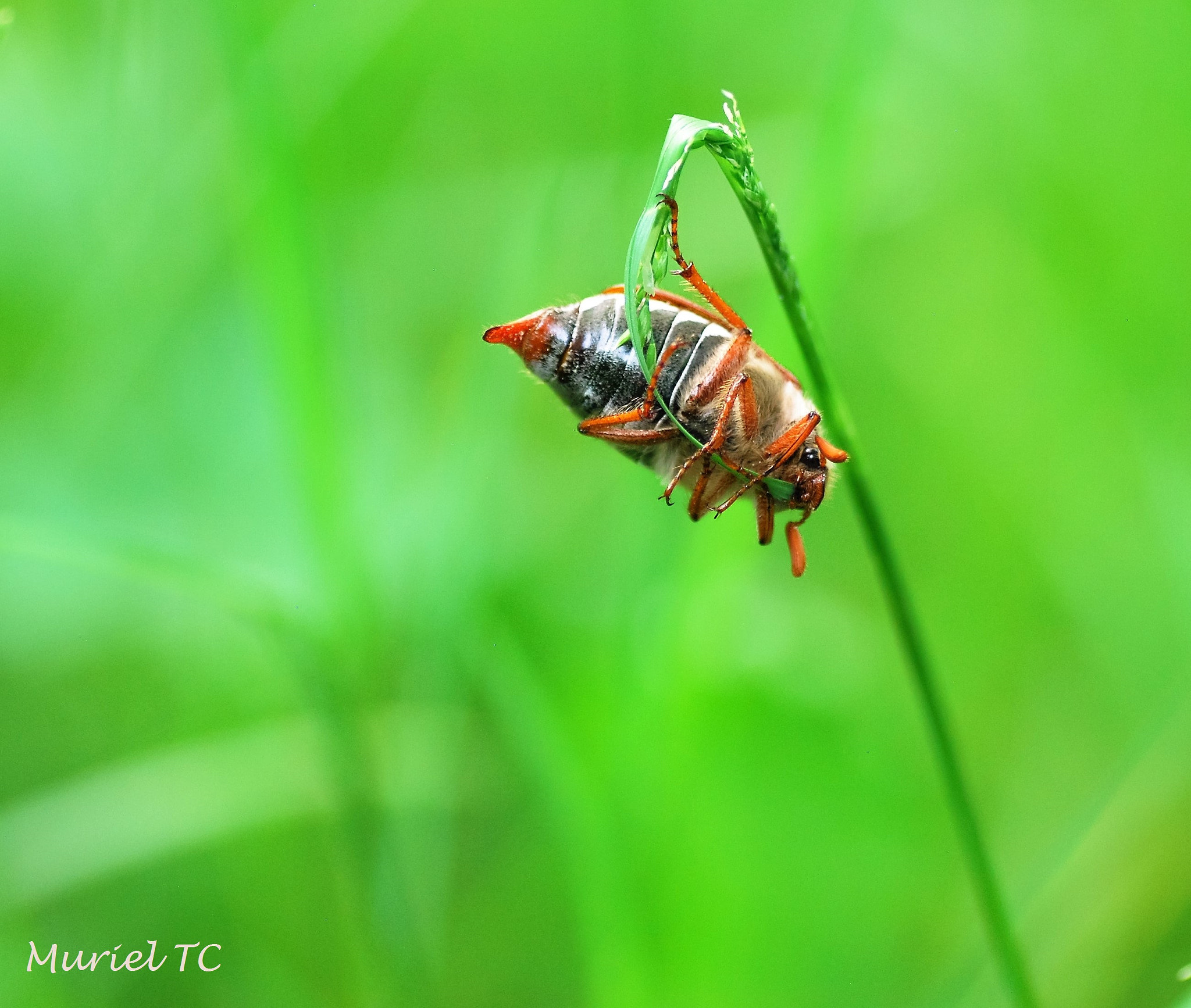 Nikon D40X sample photo. Maybug en suspension photography