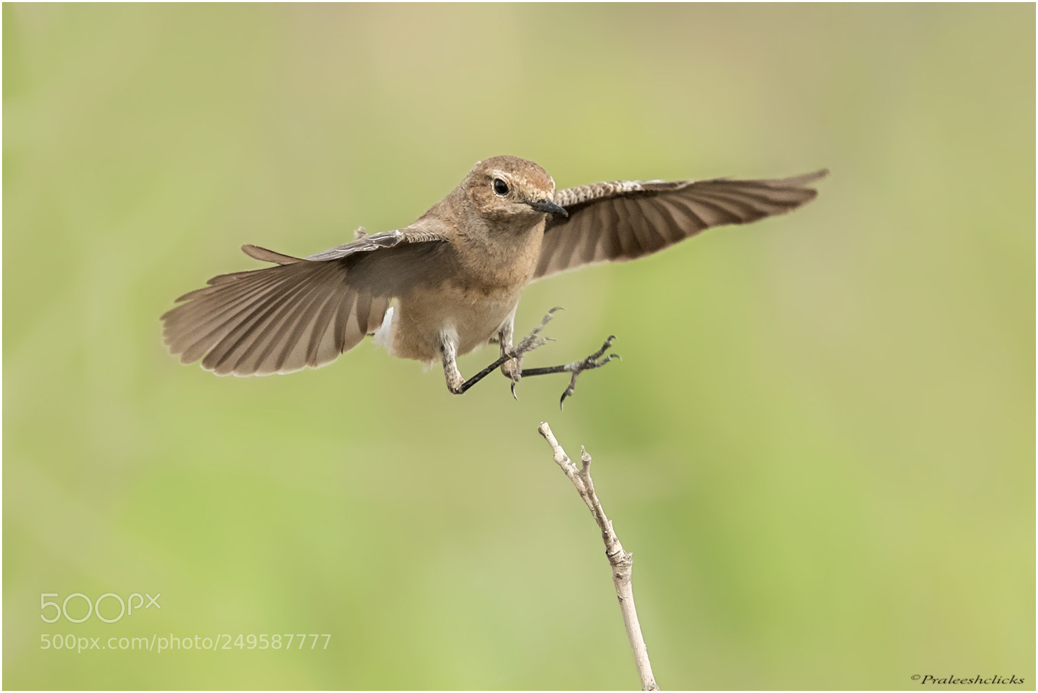 Nikon D500 sample photo. Isabelline wheatear photography