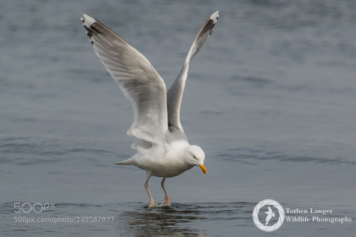 Canon EOS 70D sample photo. Herring gull photography