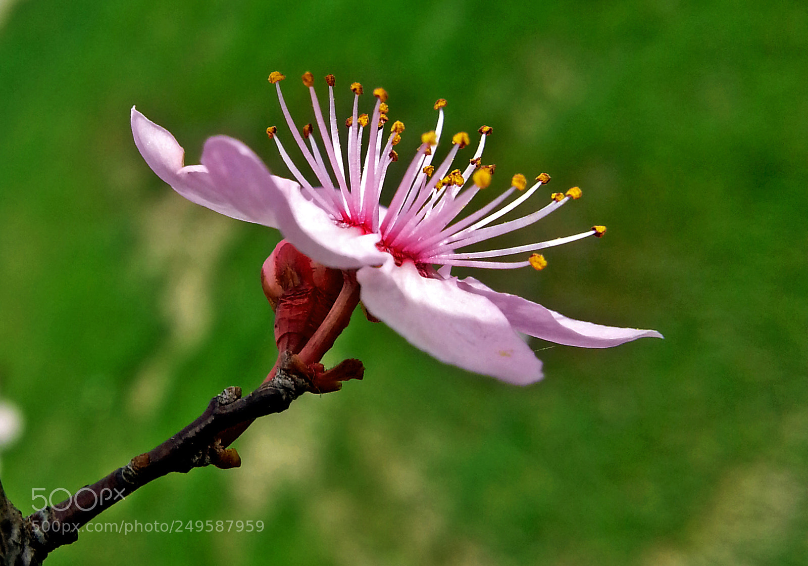 Samsung Galaxy Note2 sample photo. Spring photography
