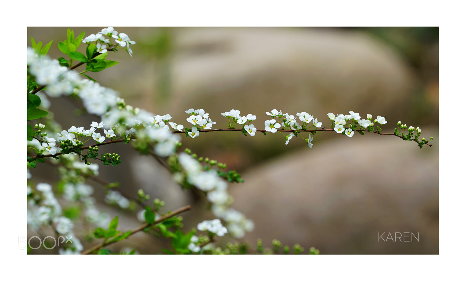 Sony a7R II sample photo. Meadow sweets photography