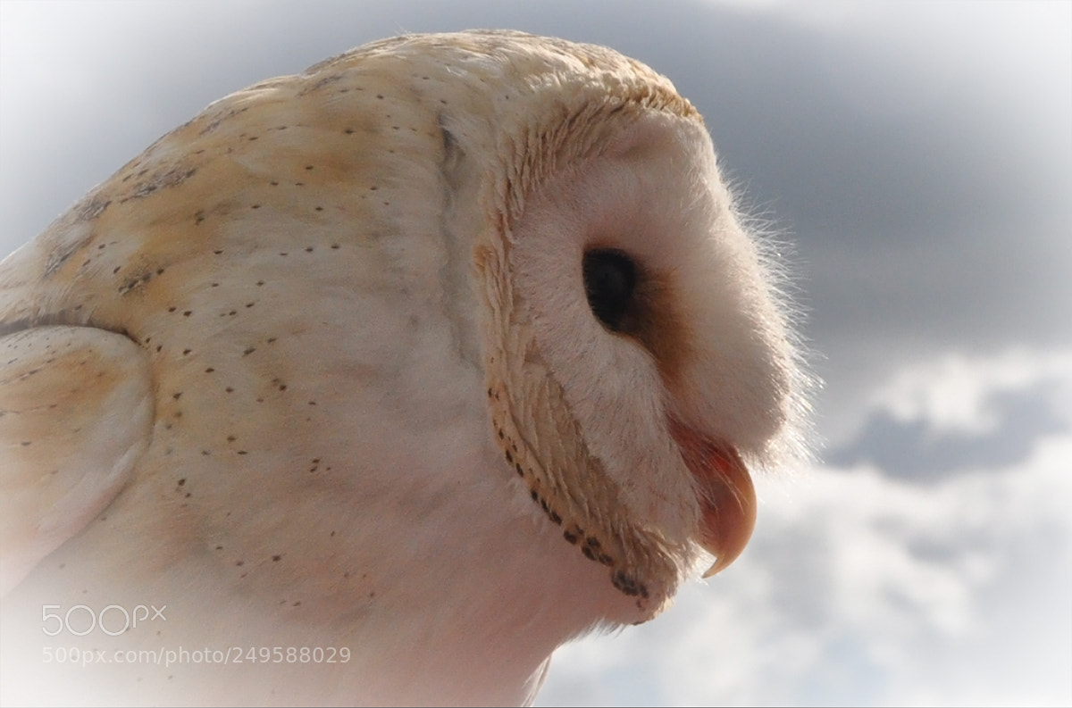 Nikon D90 sample photo. Owl photography