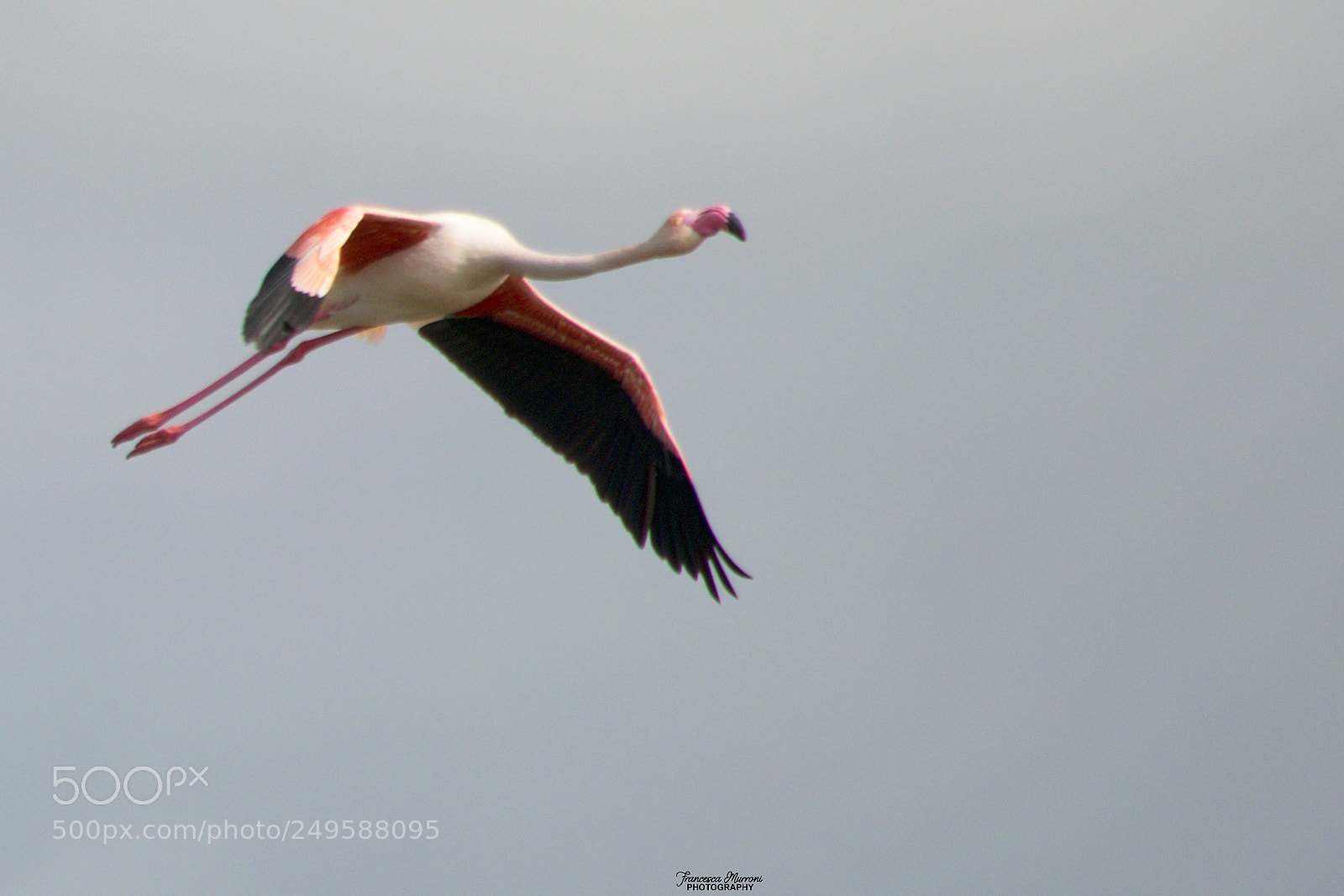 Nikon D5300 sample photo. Flamingo in flight photography