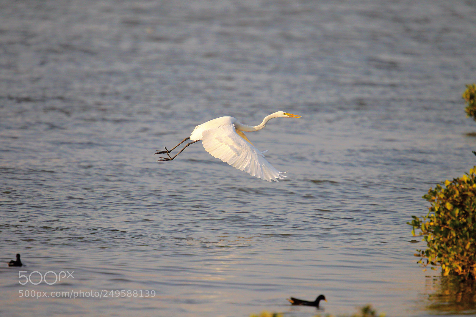 Canon EOS-1D Mark IV sample photo. On the way photography