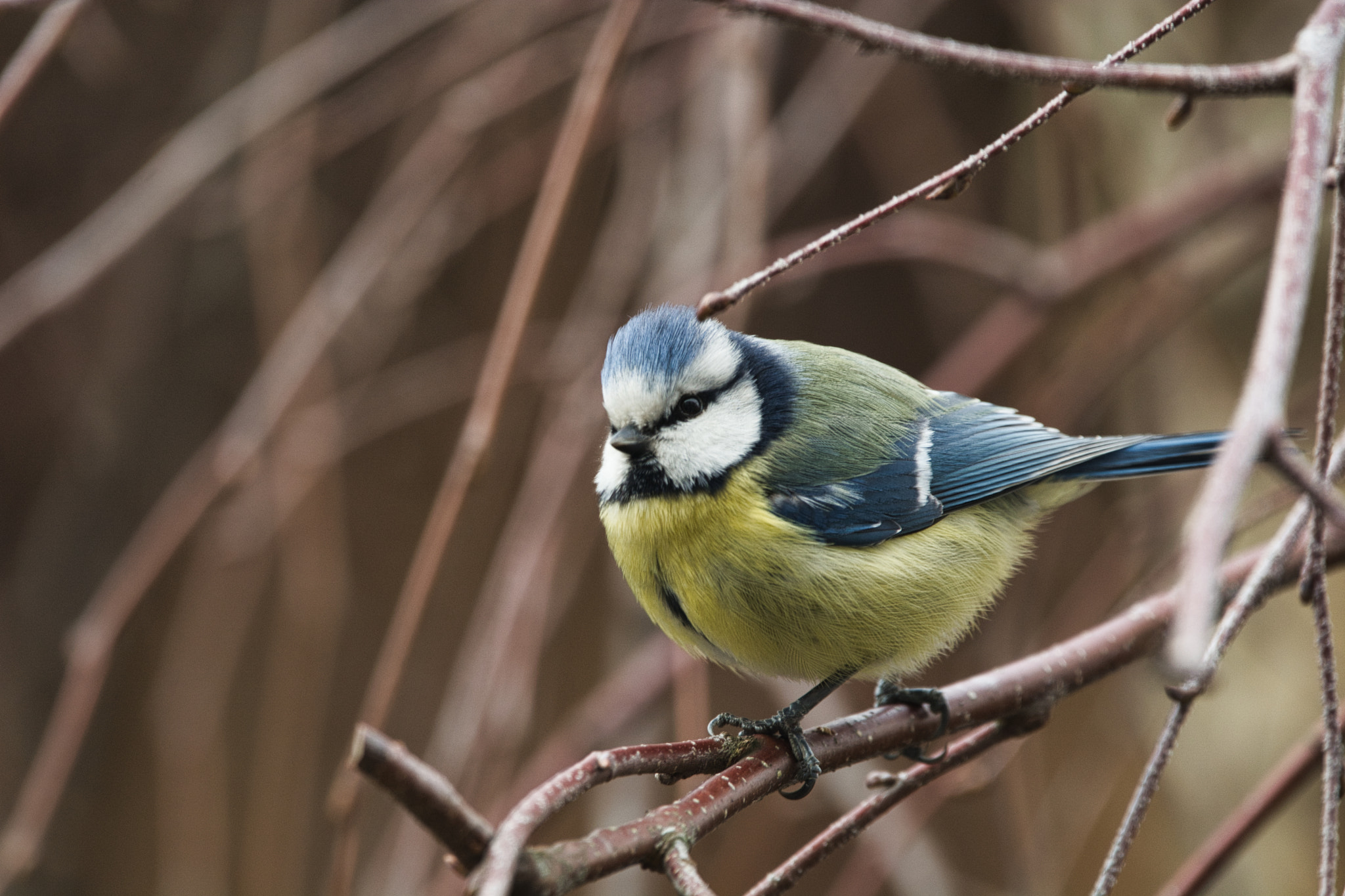 Nikon D7100 + Sigma 150-600mm F5-6.3 DG OS HSM | C sample photo. Colorful winter souls - blue tit photography