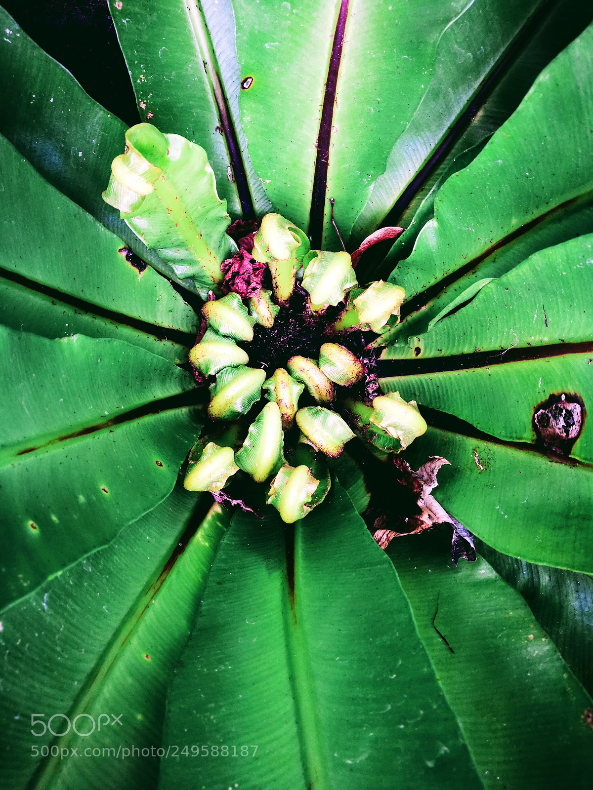 HUAWEI P9 sample photo. Plant life photography