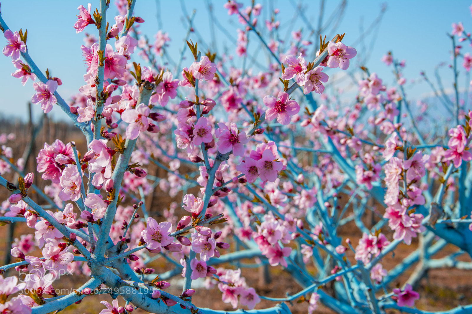 Nikon D5200 sample photo. Dsc photography