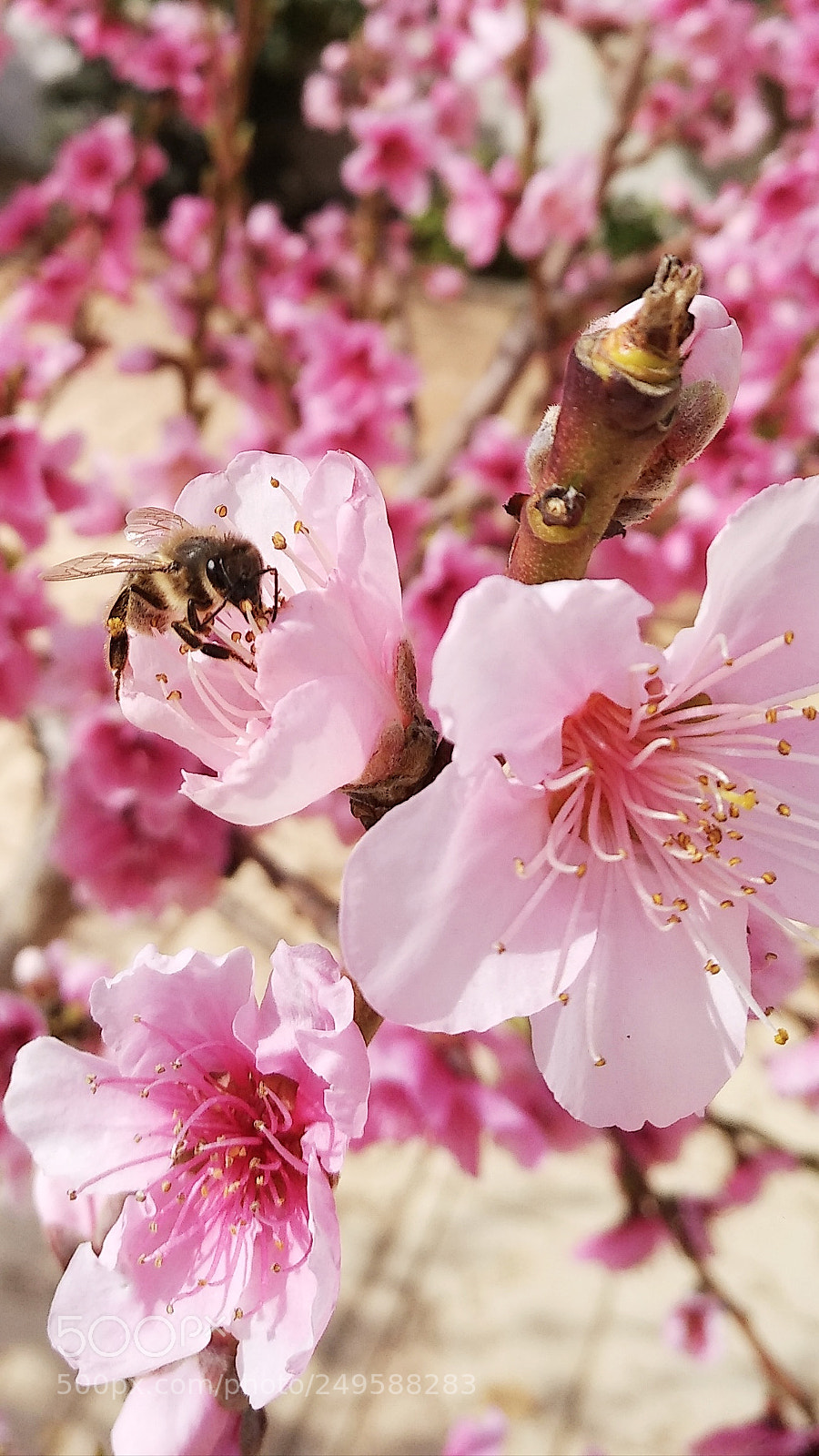 Xiaomi MI MAX 2 sample photo. More bee photography