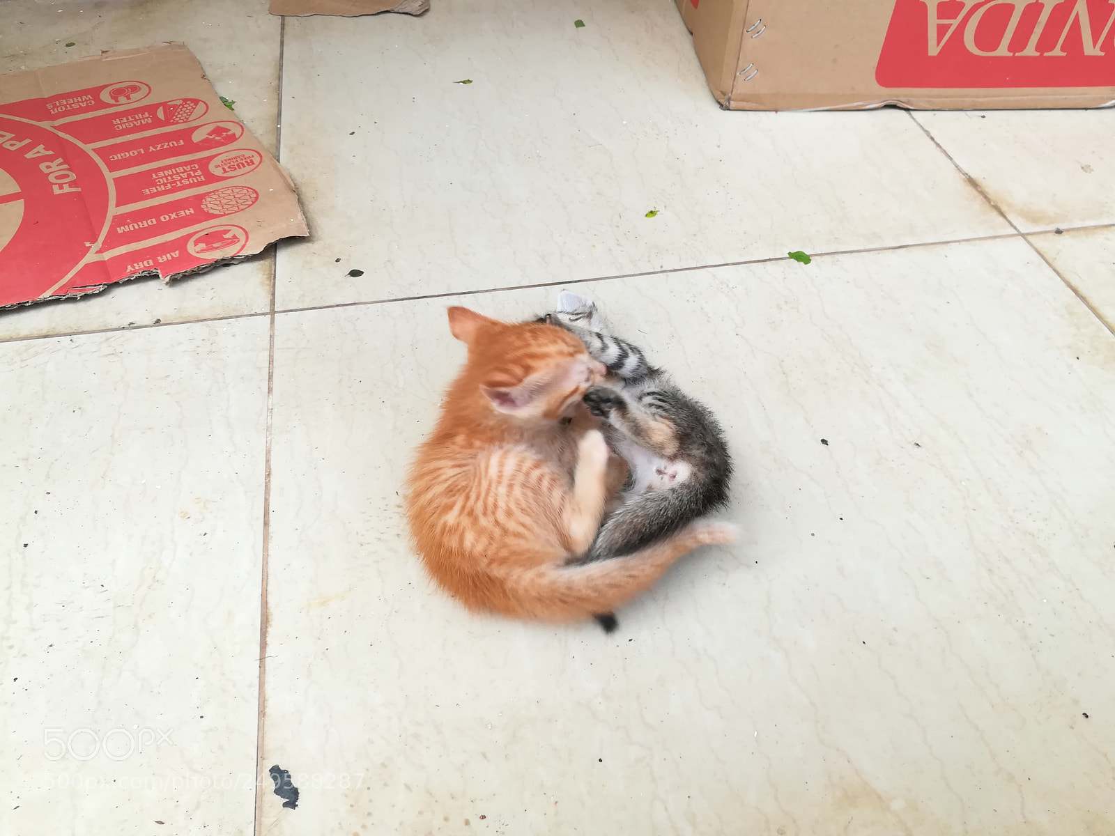 HUAWEI honor 6x sample photo. Kitten photography