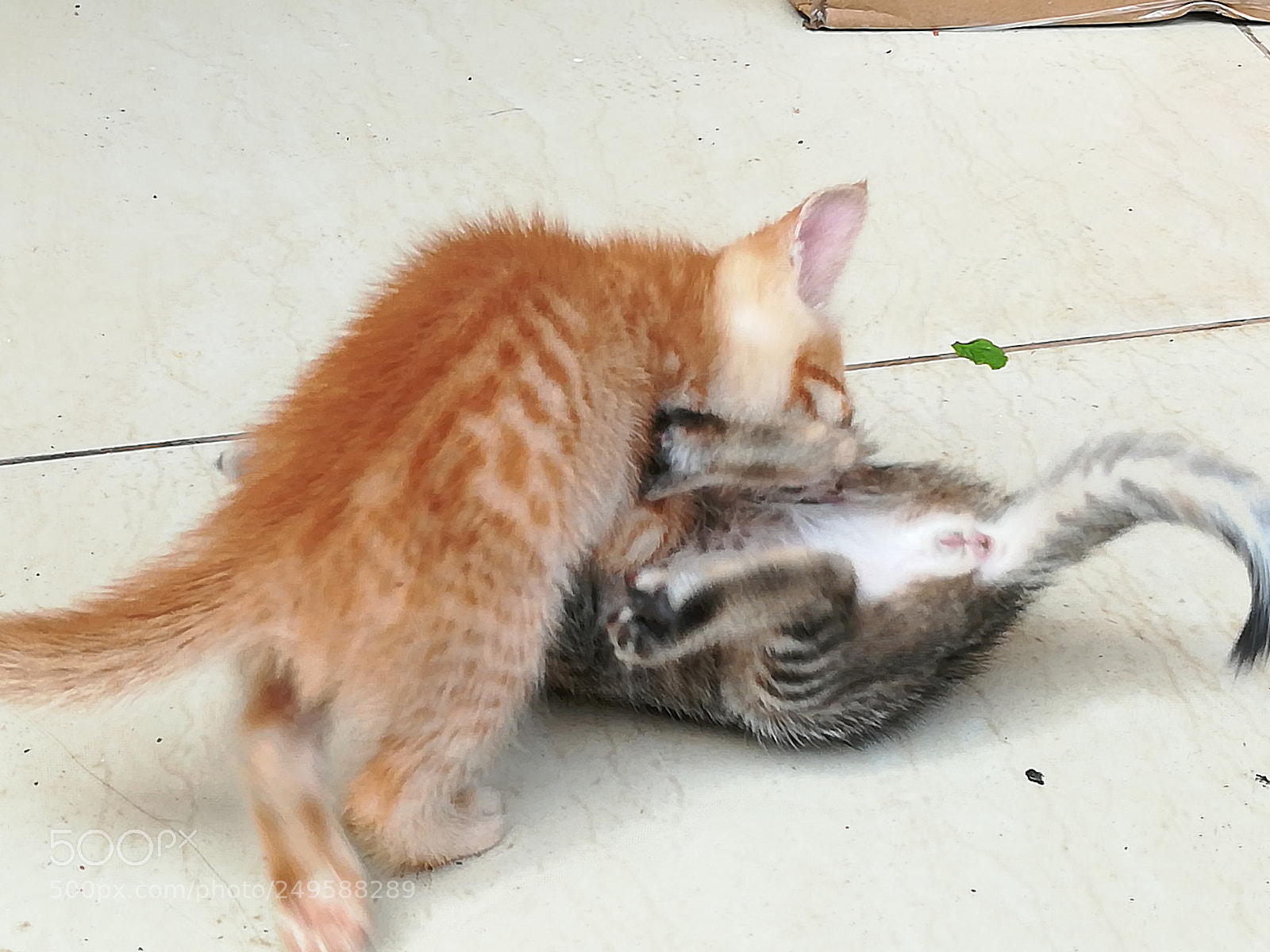 HUAWEI honor 6x sample photo. Kitten photography