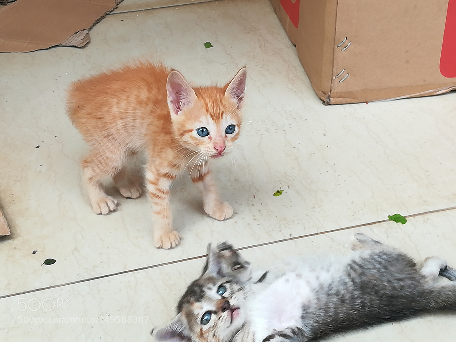 HUAWEI honor 6x sample photo. Kitten photography