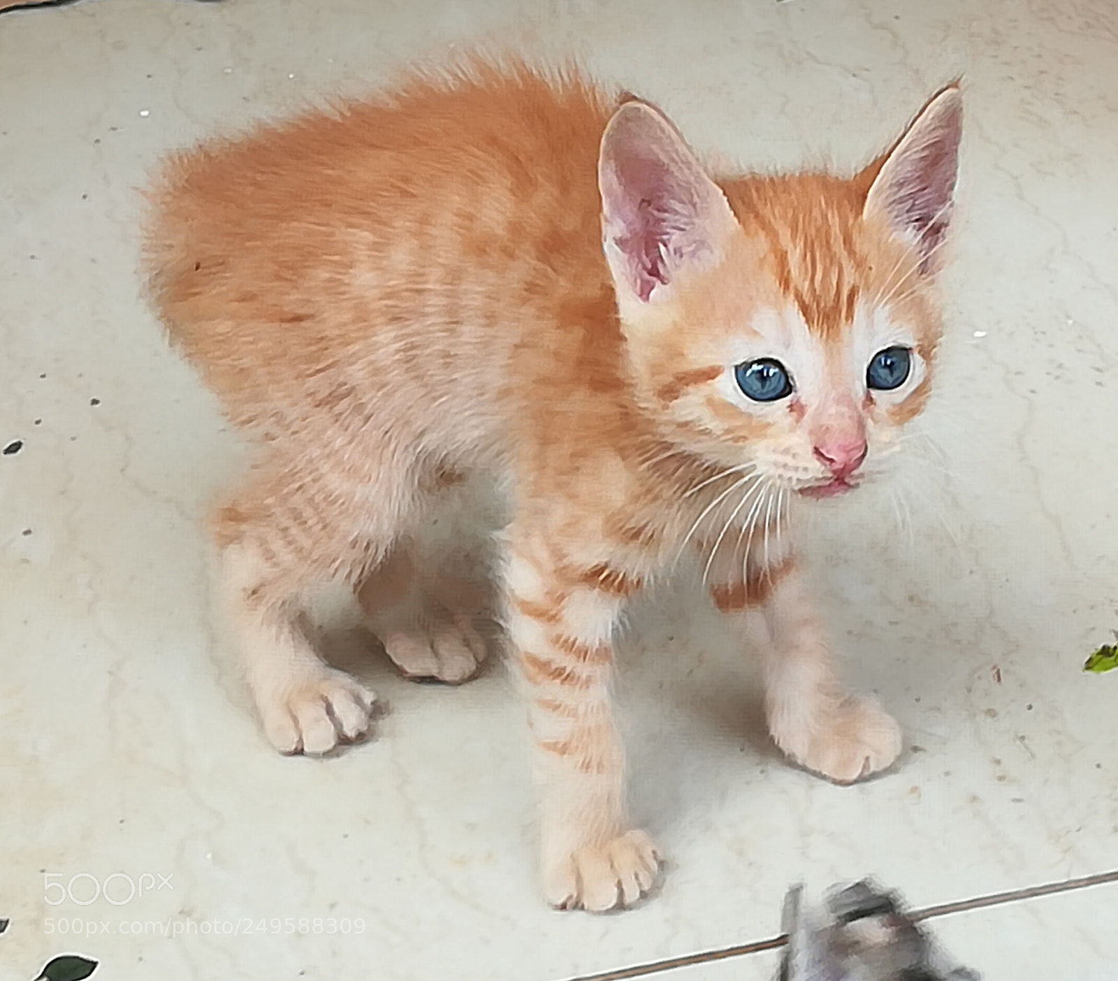 HUAWEI honor 6x sample photo. Kitten photography