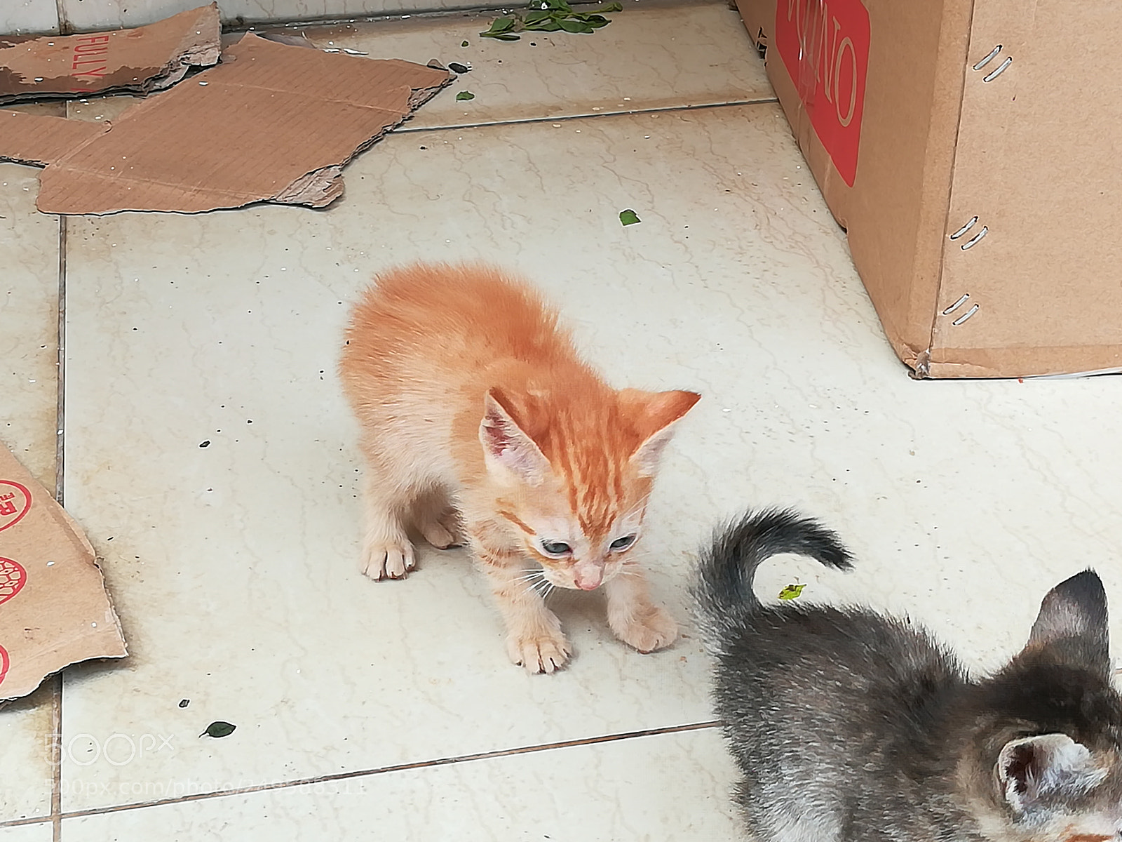 HUAWEI honor 6x sample photo. Kitten photography
