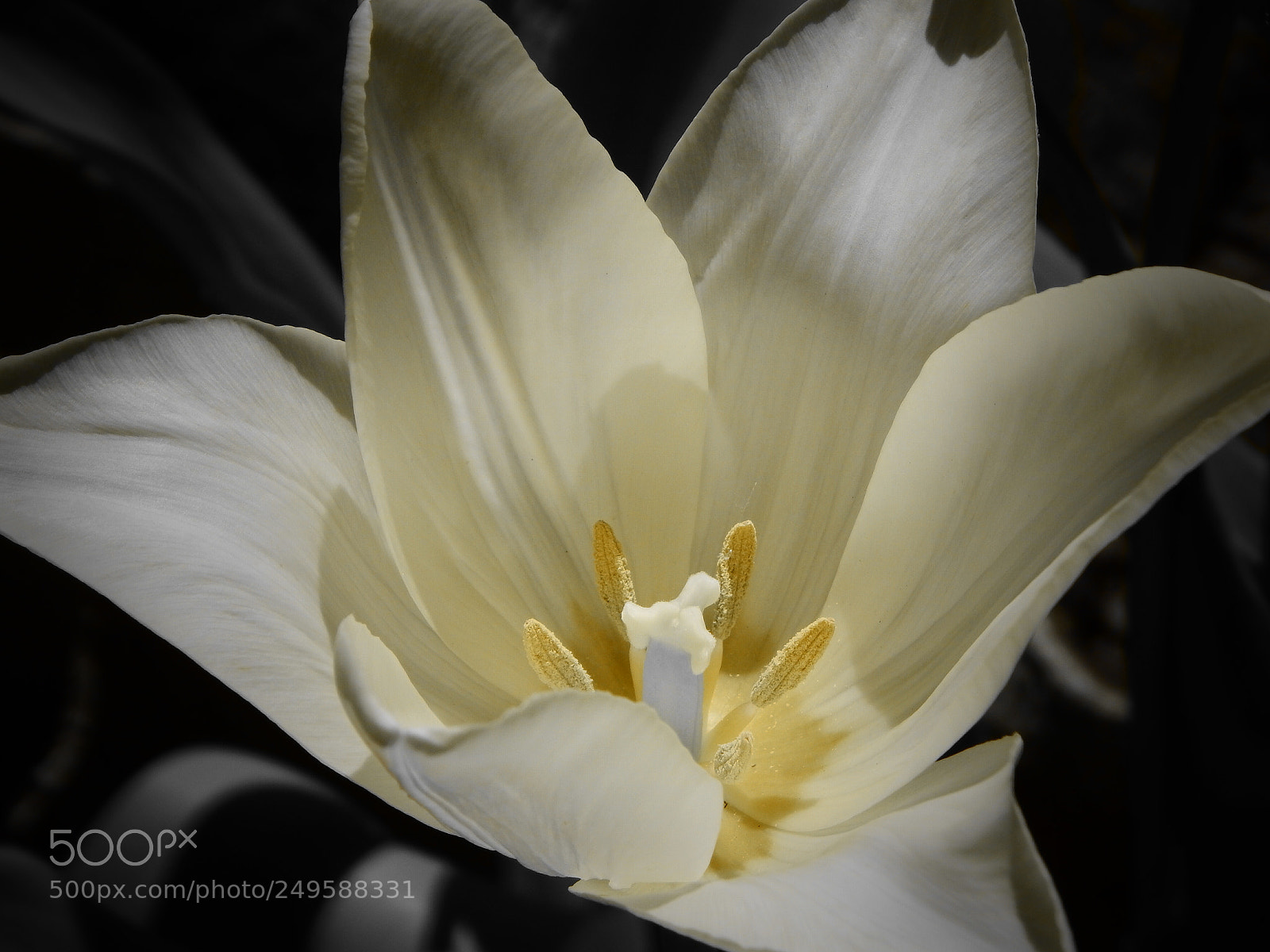 Nikon Coolpix L830 sample photo. Tulip photography