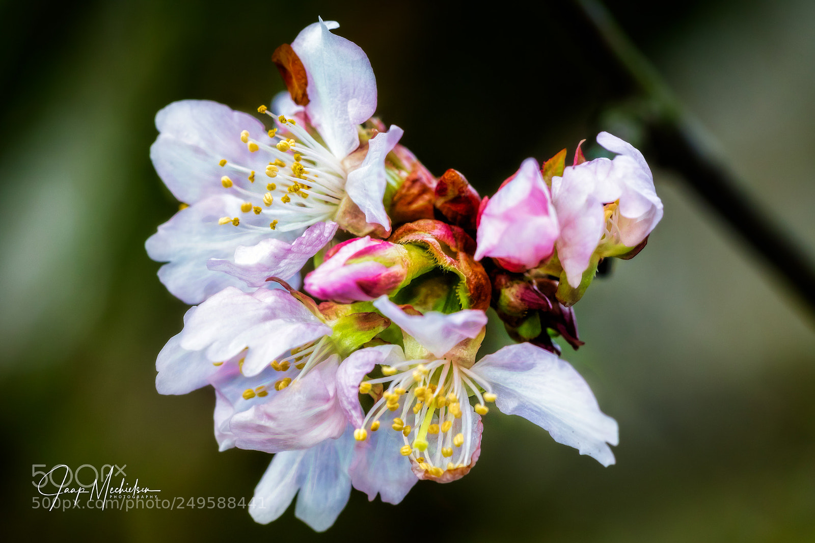 Canon EOS 7D Mark II sample photo. Dreamy blossom photography