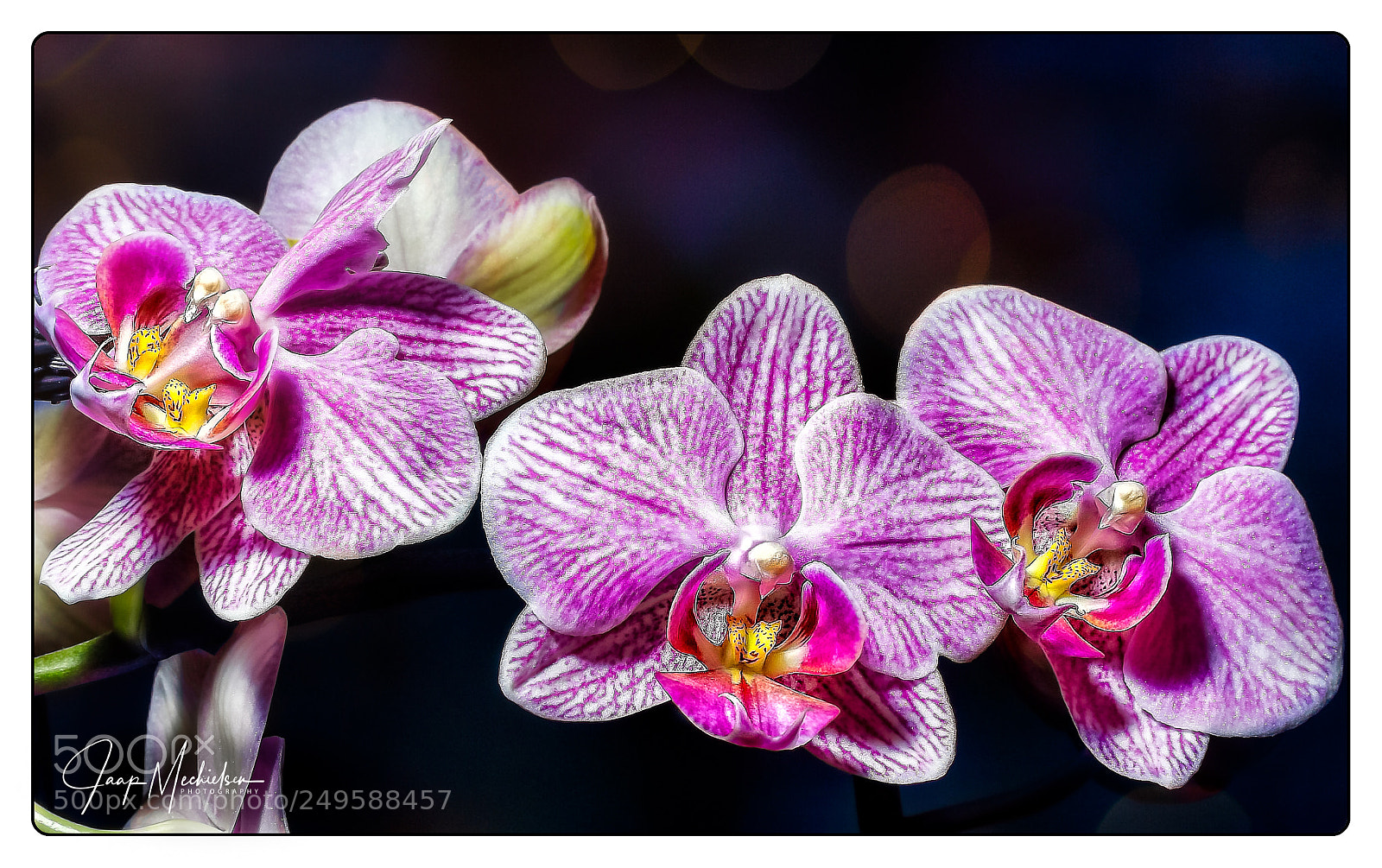Canon EOS 7D Mark II sample photo. Close up orchid photography